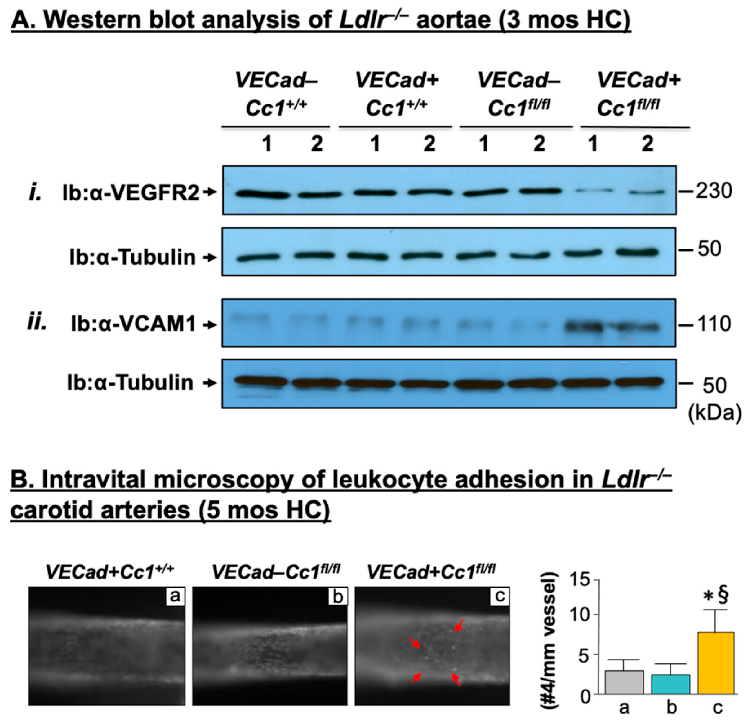 Ijms 23 04335 g004 Ijms 23 04335 g004