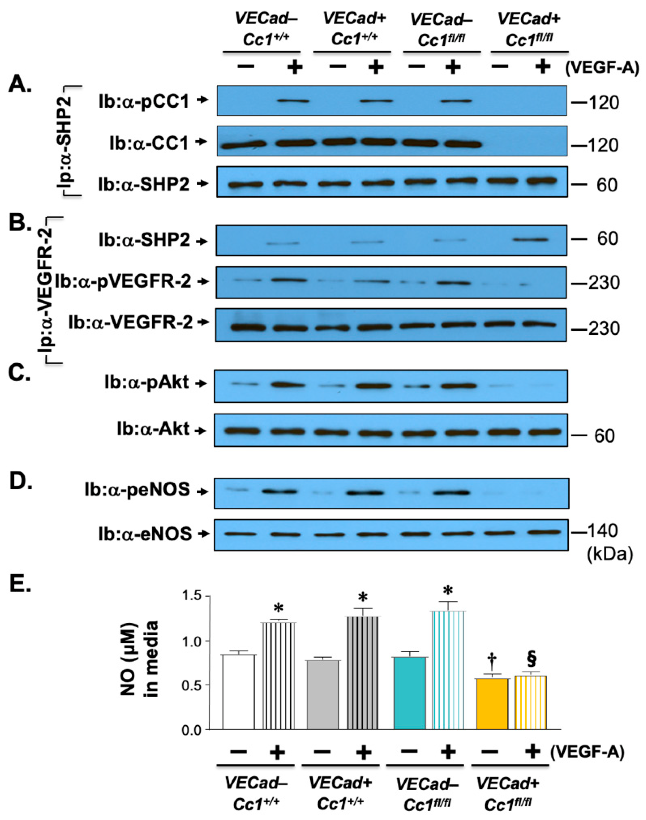 Ijms 23 04335 g005 Ijms 23 04335 g005