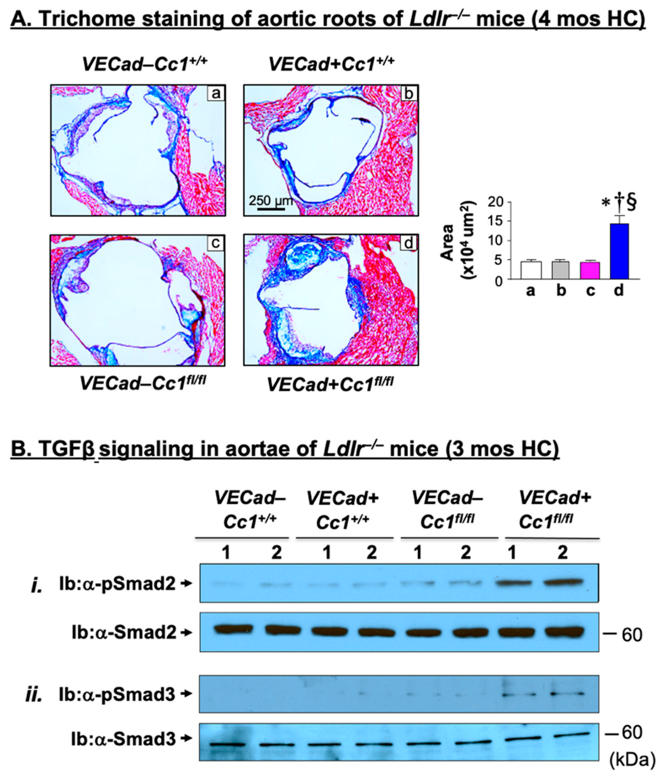 Ijms 23 04335 g006 Ijms 23 04335 g006