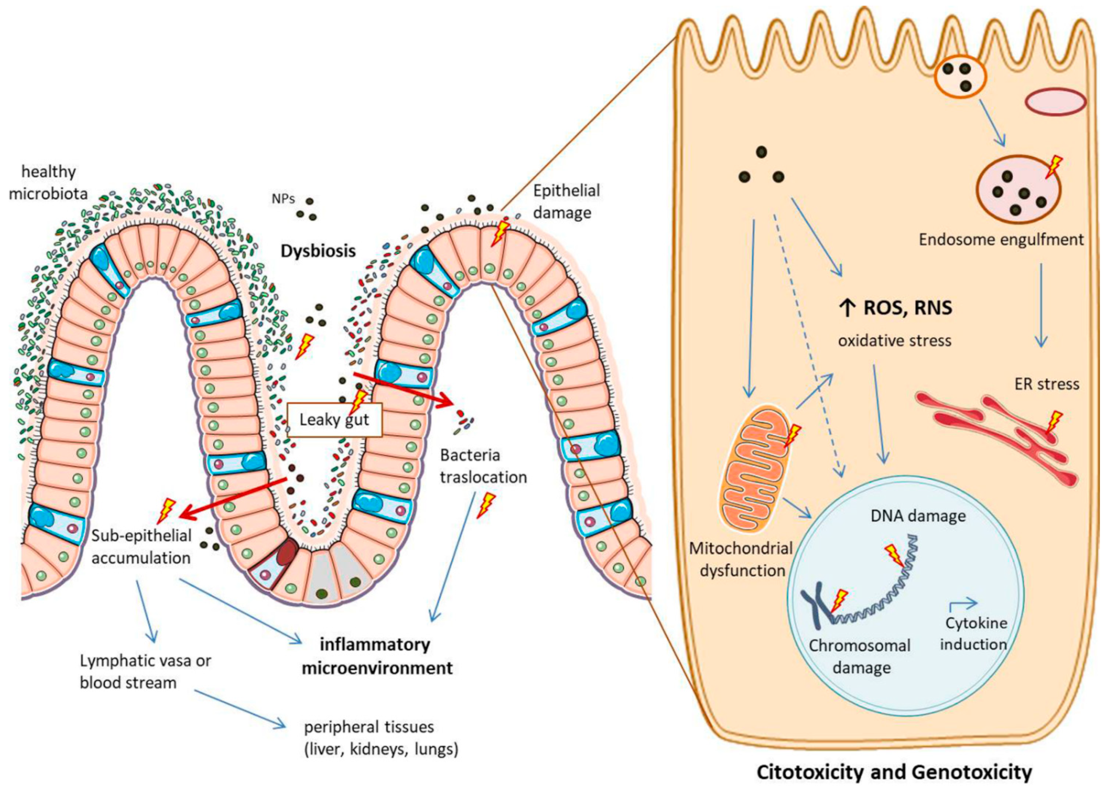 Ijms 23 04339 g005 Ijms 23 04339 g005