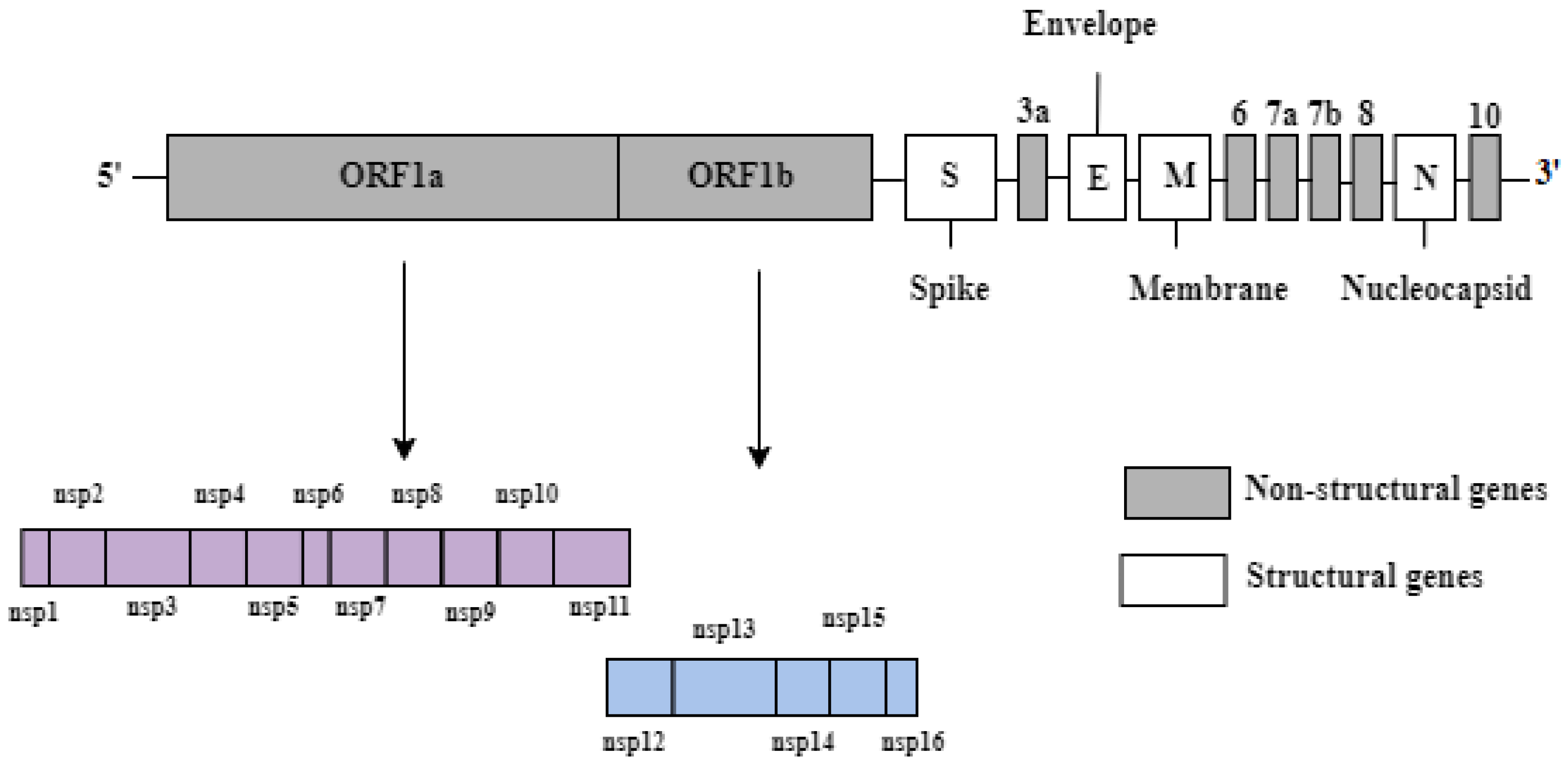 IJMS | Free Full-Text | Identification Of B-Cell Epitopes For Eliciting ...