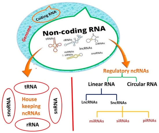 Frontiers  MicroRNAs, long non-coding RNAs, and circular RNAs and