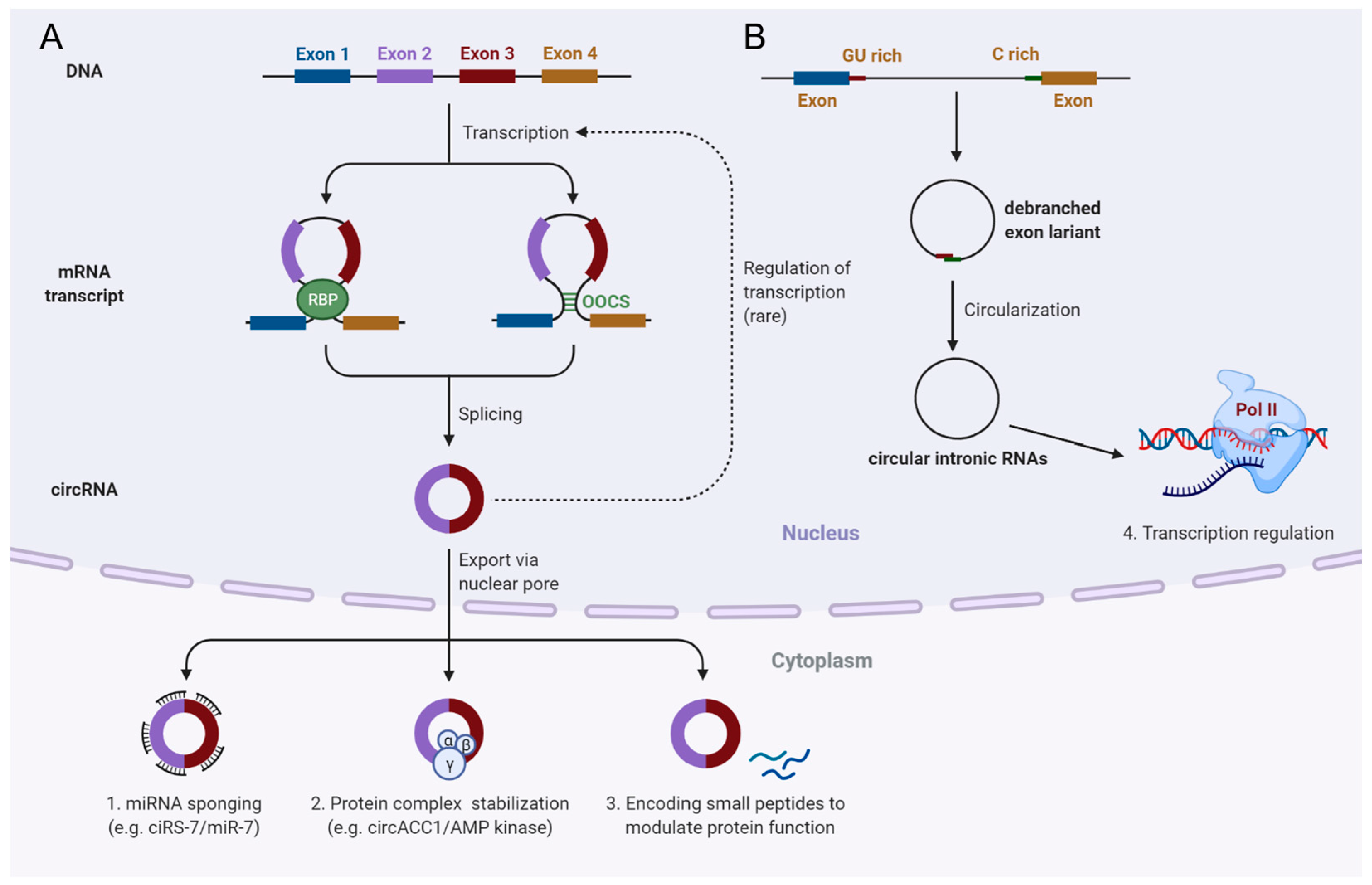 IJMS | Free Full-Text | Linear and Circular Long Non-Coding RNAs in Acute  Lymphoblastic Leukemia: From Pathogenesis to Classification and Treatment |  HTML