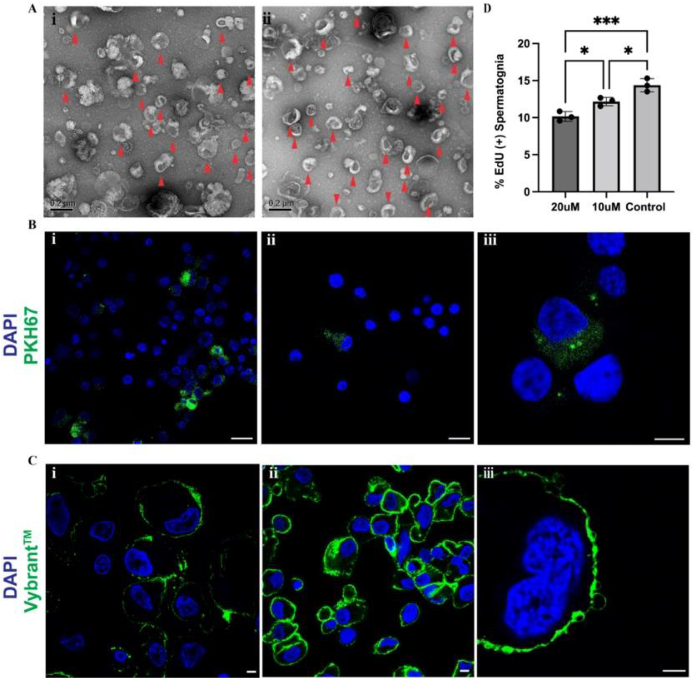 Ijms 23 04535 g006 Ijms 23 04535 g006