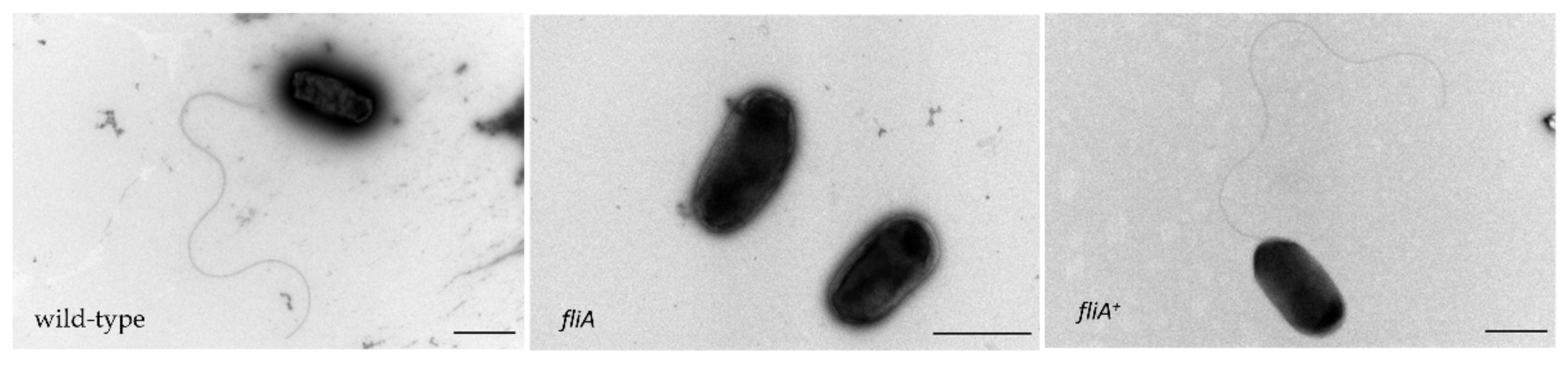 Ijms 23 04560 g006 Ijms 23 04560 g006