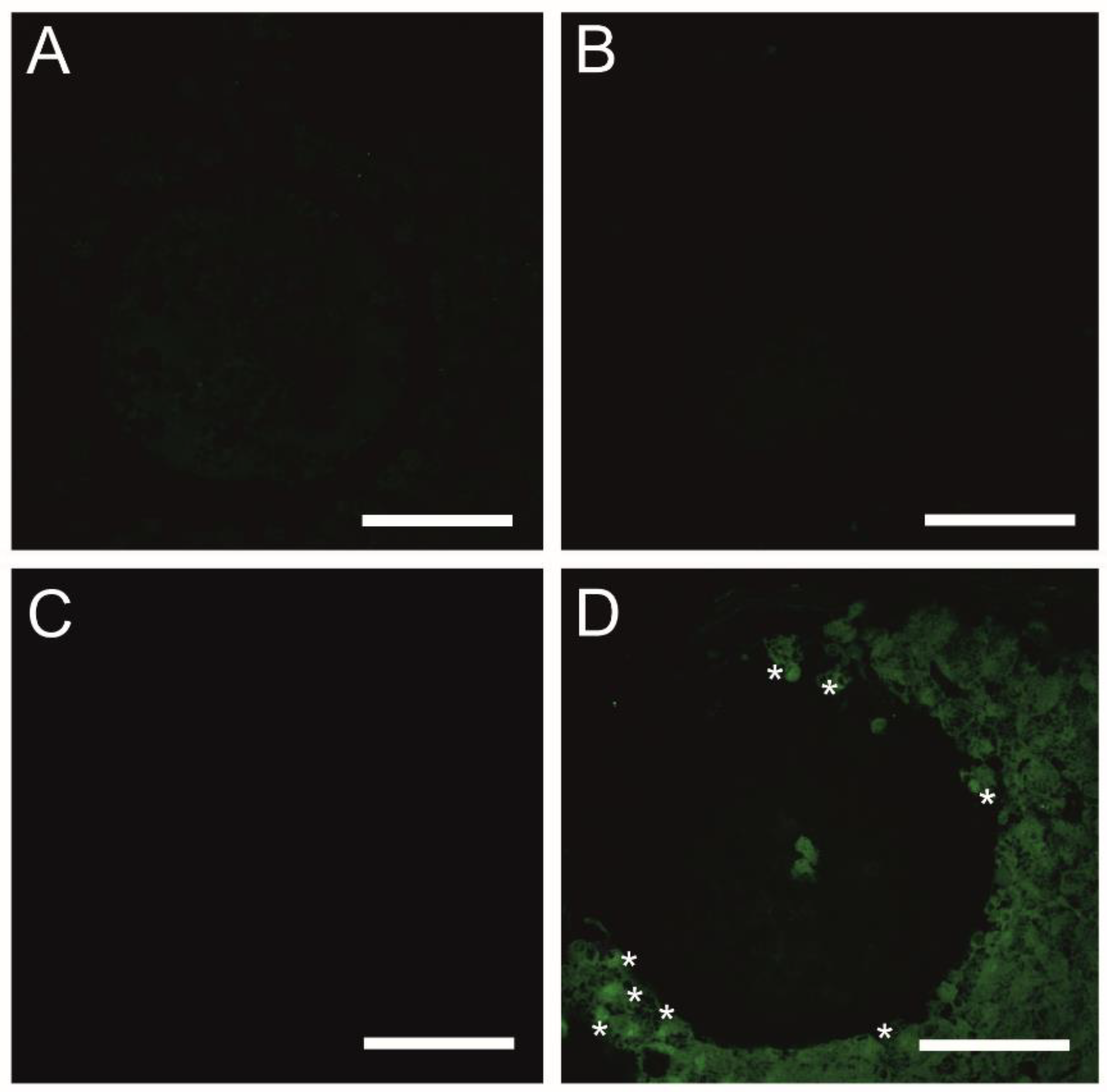 Ijms 23 04572 g005 Ijms 23 04572 g005