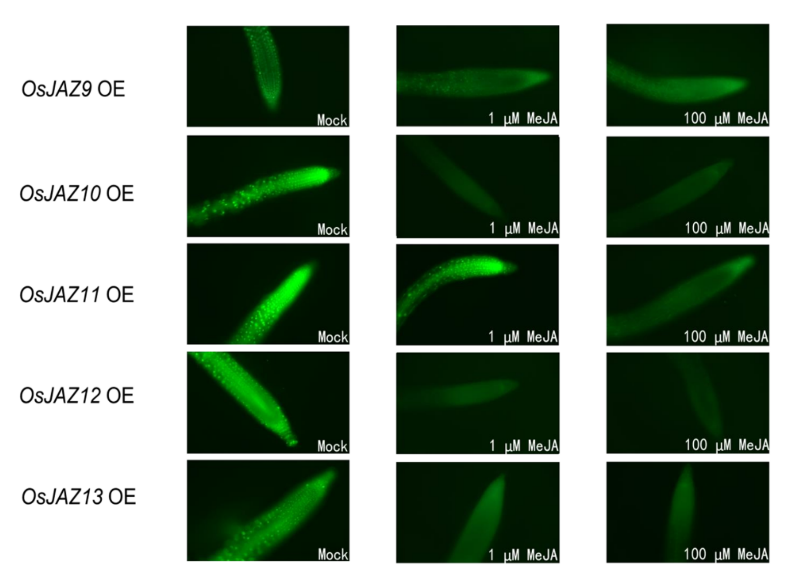 Ijms 23 04581 g007 Ijms 23 04581 g007