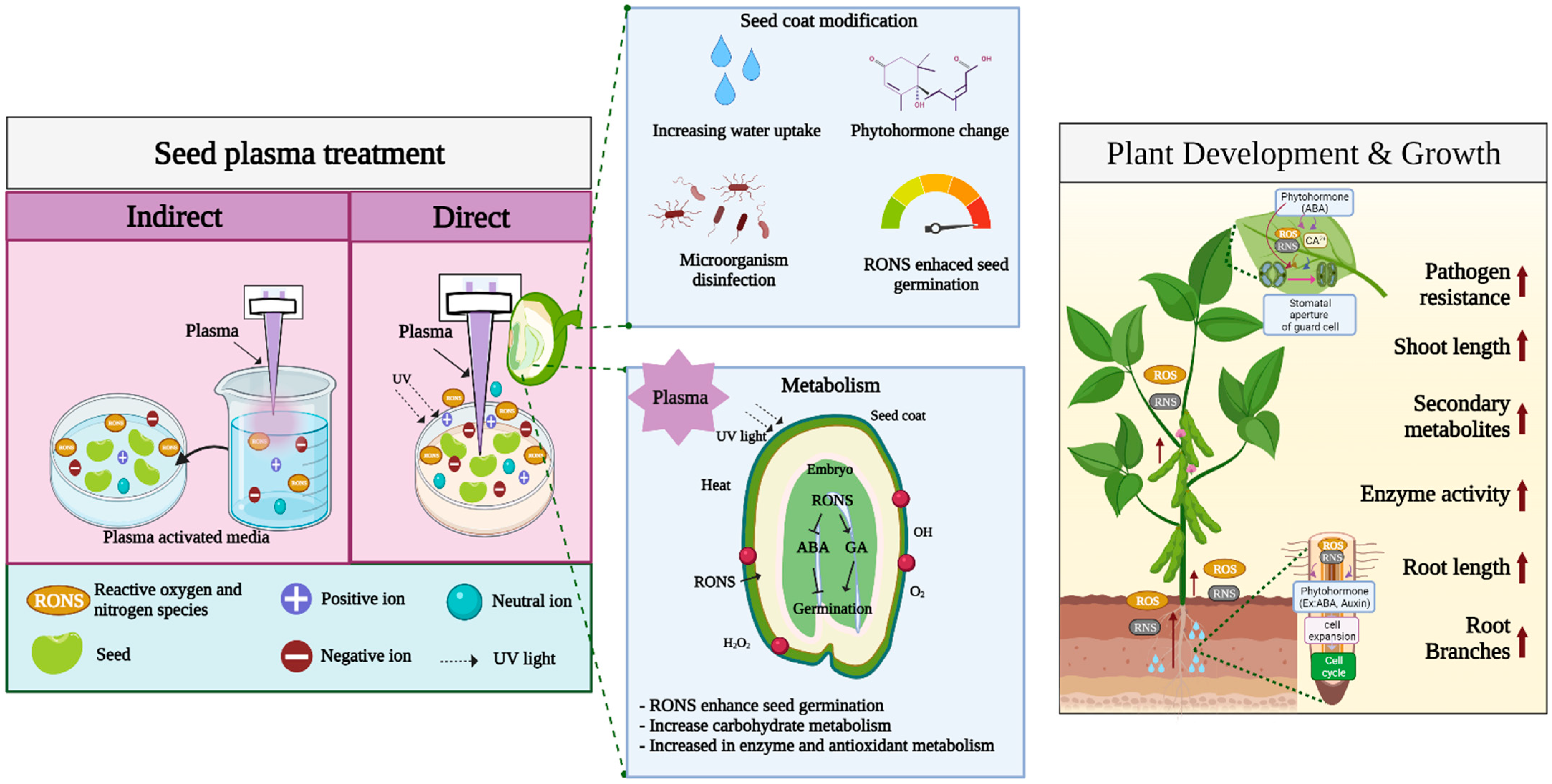 IJMS | Free Full-Text | Current Advancements in the Molecular Mechanism of Plasma  Treatment for Seed Germination and Plant Growth