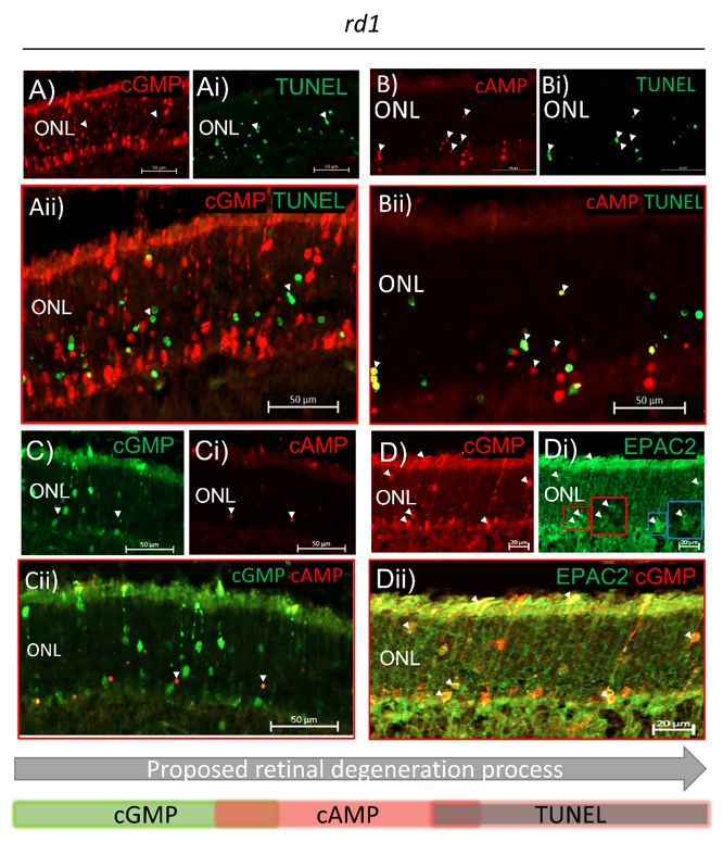 Ijms 23 04619 g003 Ijms 23 04619 g003