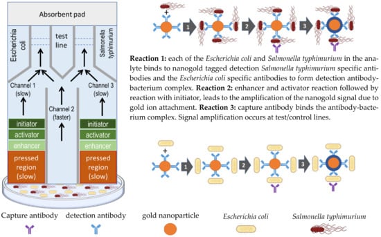 Diffusion of urine on test absorbent pad (a) and control absorbent pad