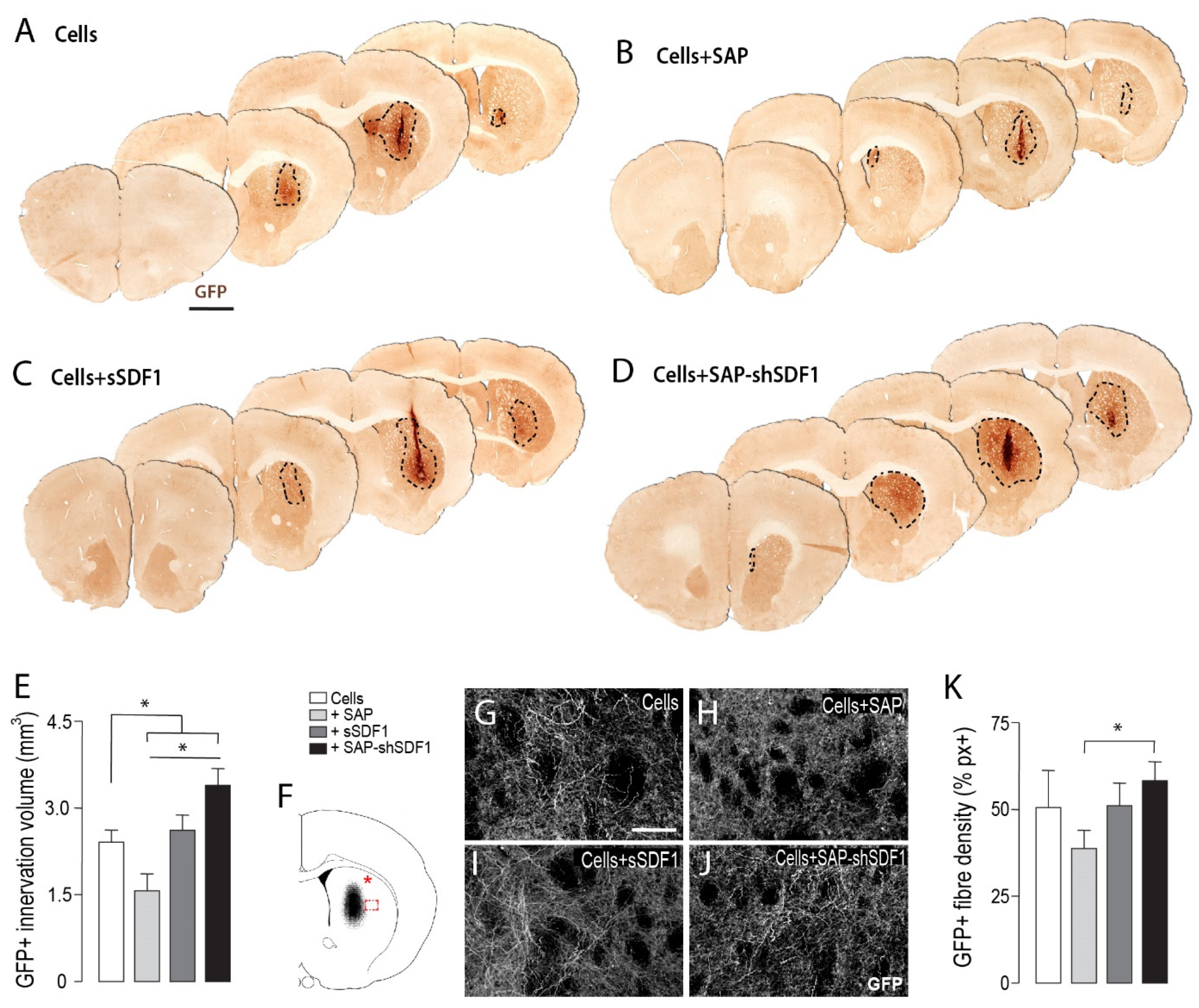 Ijms 23 04646 g003 Ijms 23 04646 g003