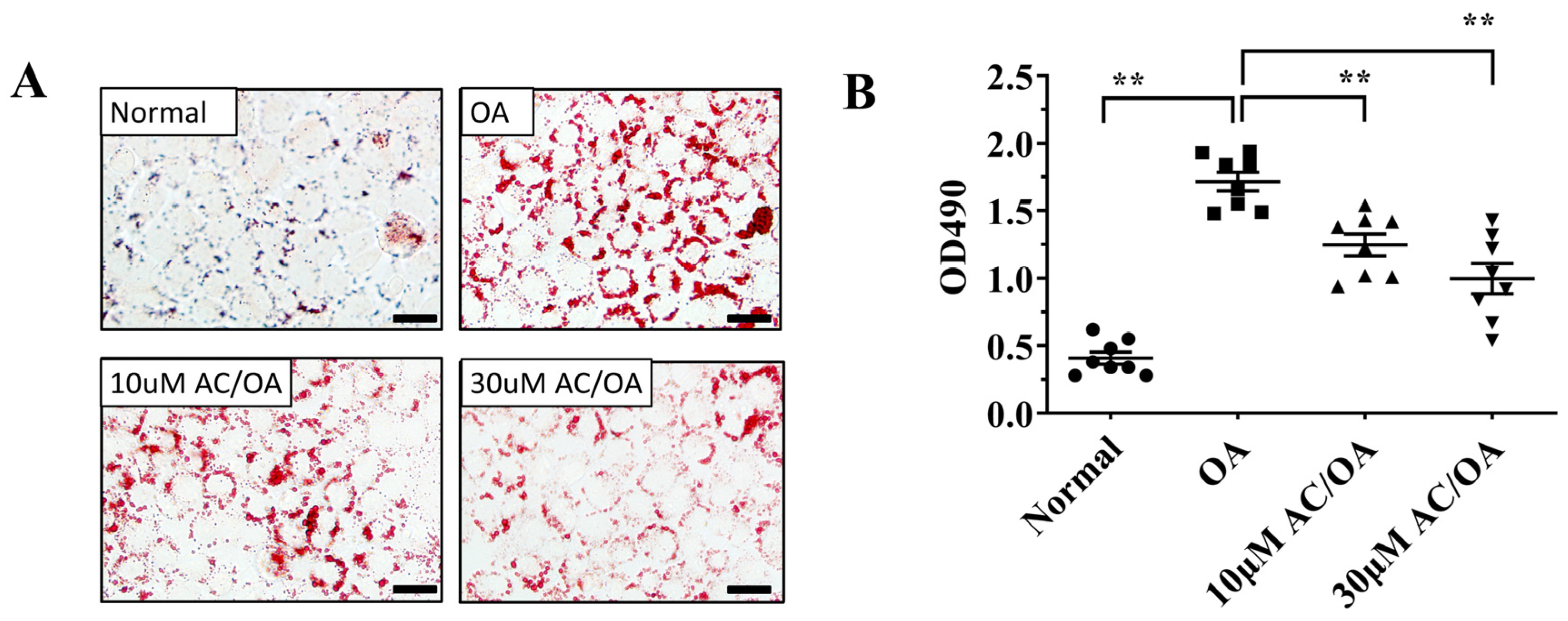 Ijms Free Full Text Acacetin Protects Against Non Alcoholic Fatty Liver Disease By Regulating Lipid Accumulation And Inflammation In Mice Html