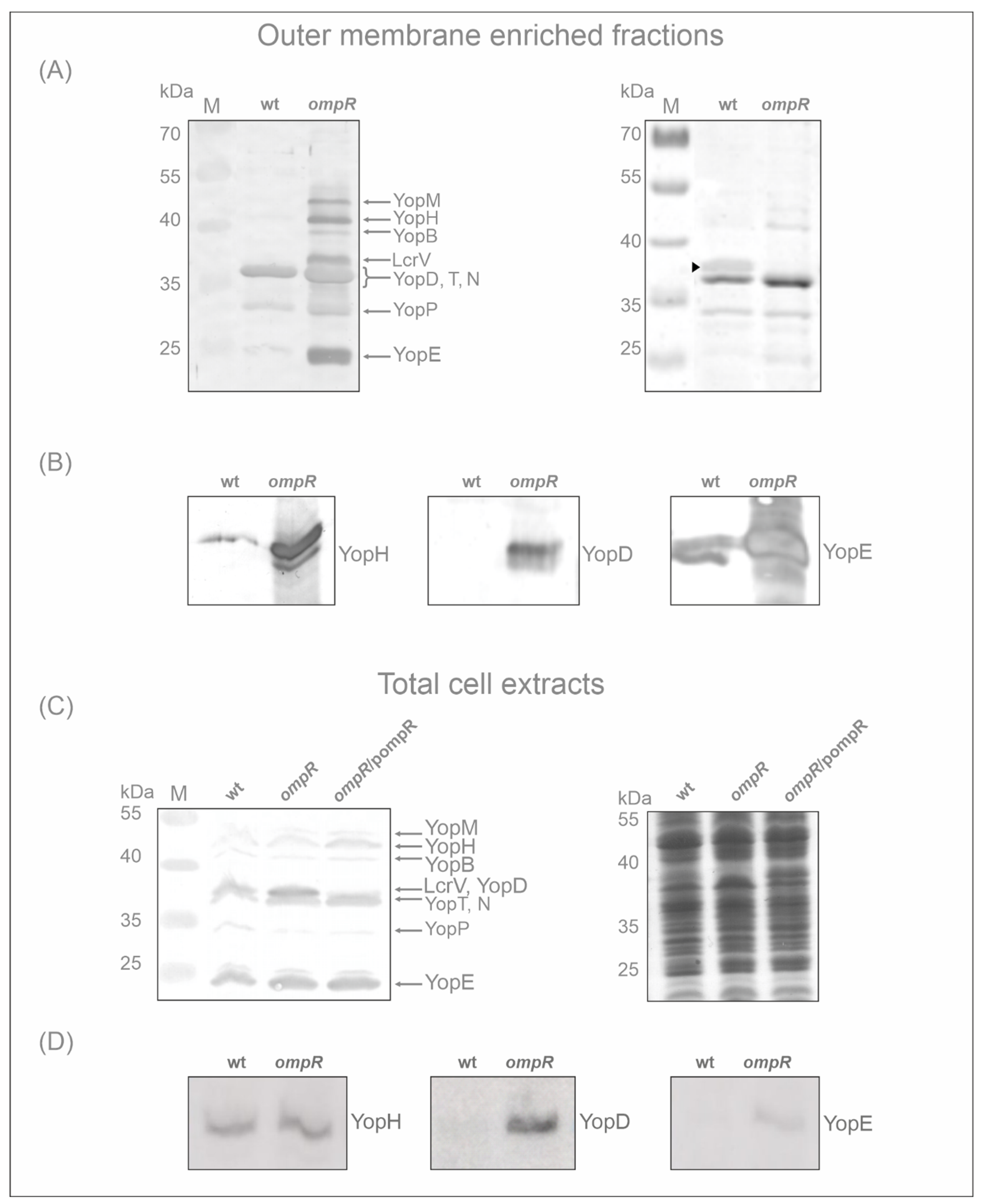 Ijms 23 04758 g003 Ijms 23 04758 g003