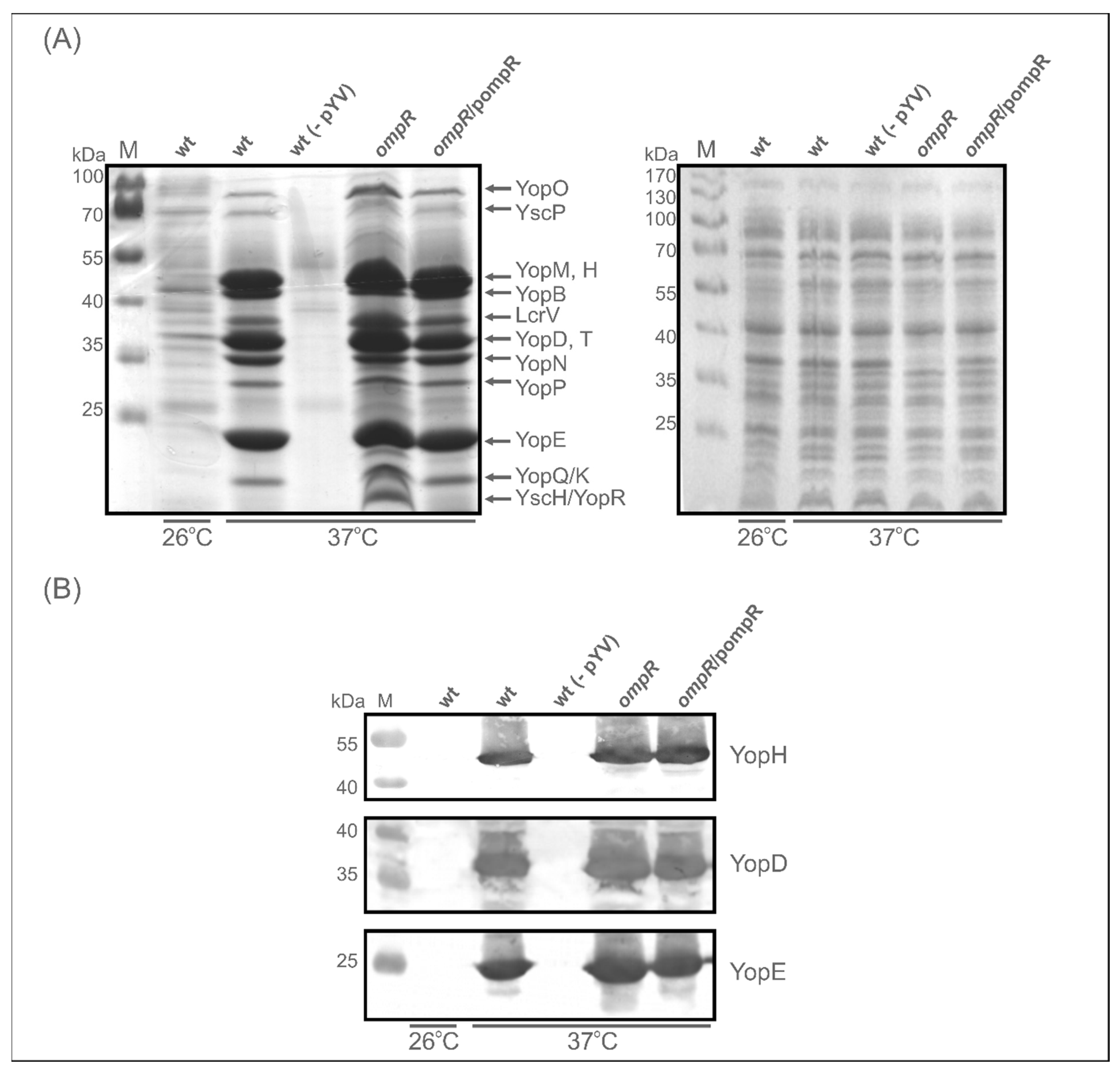Ijms 23 04758 g004 Ijms 23 04758 g004