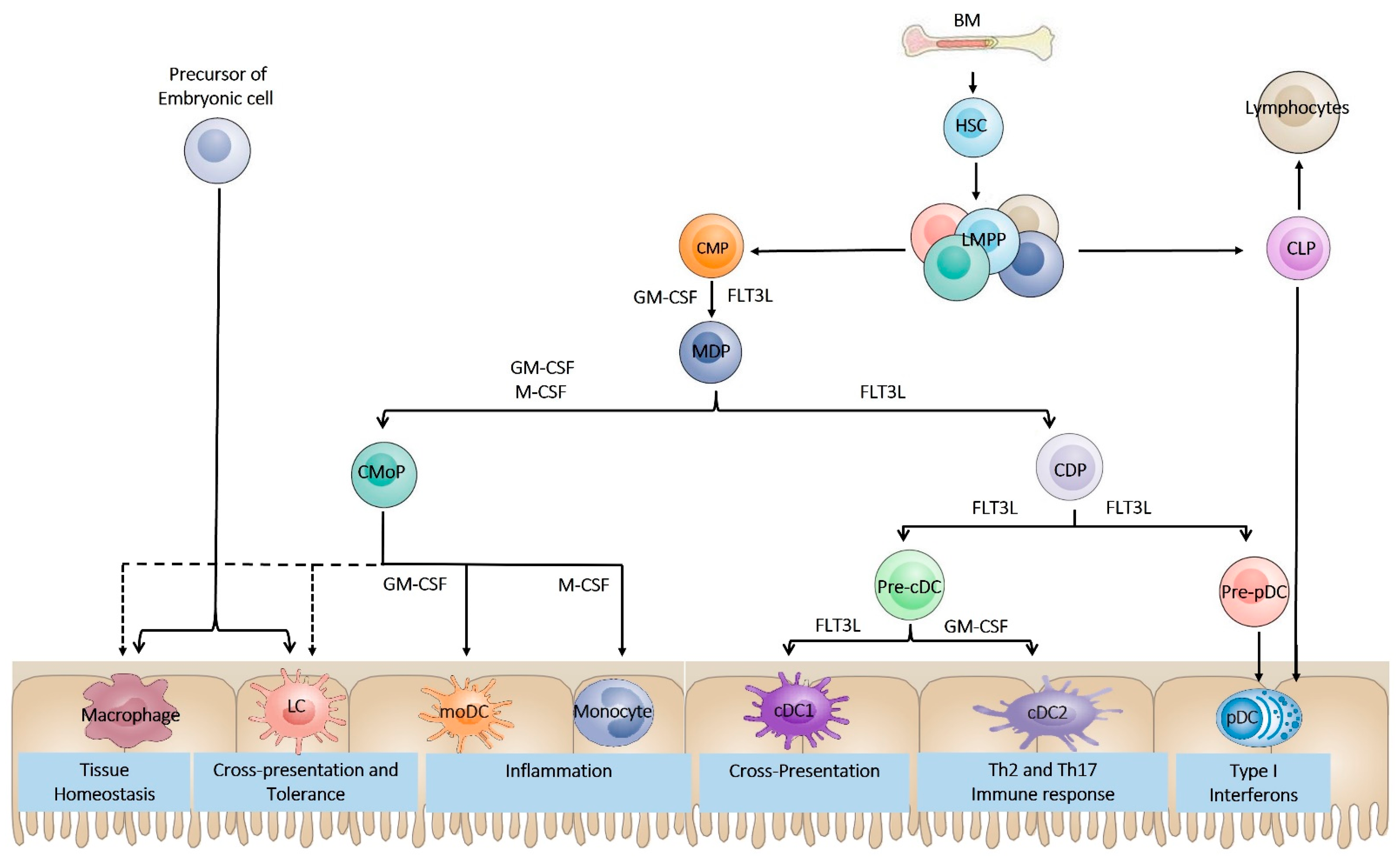 IJMS | Free Full-Text | Dendritic Cells and Their Immunotherapeutic  Potential for Treating Type 1 Diabetes