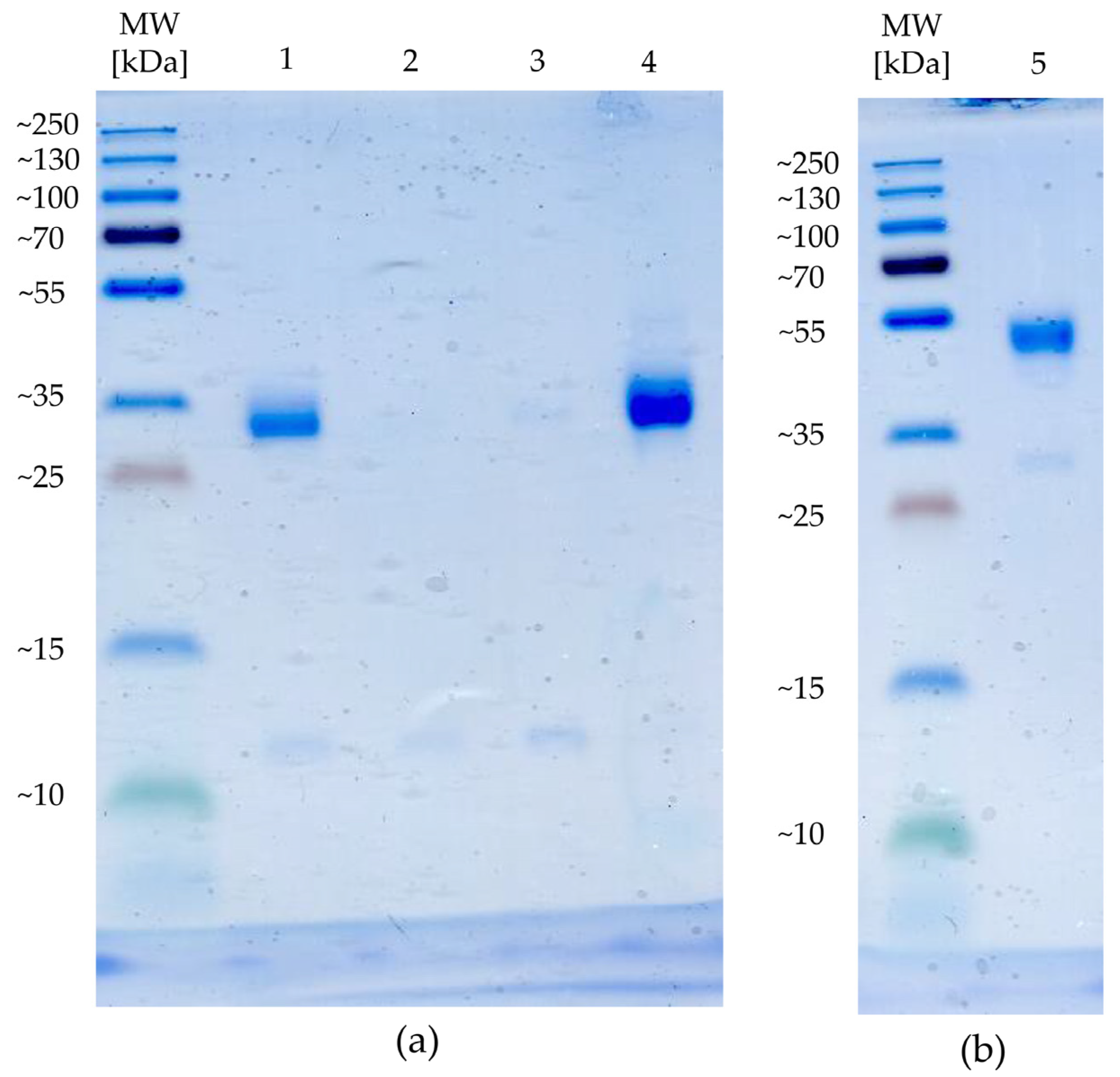 Ijms 23 04890 g0a2 Ijms 23 04890 g0a2