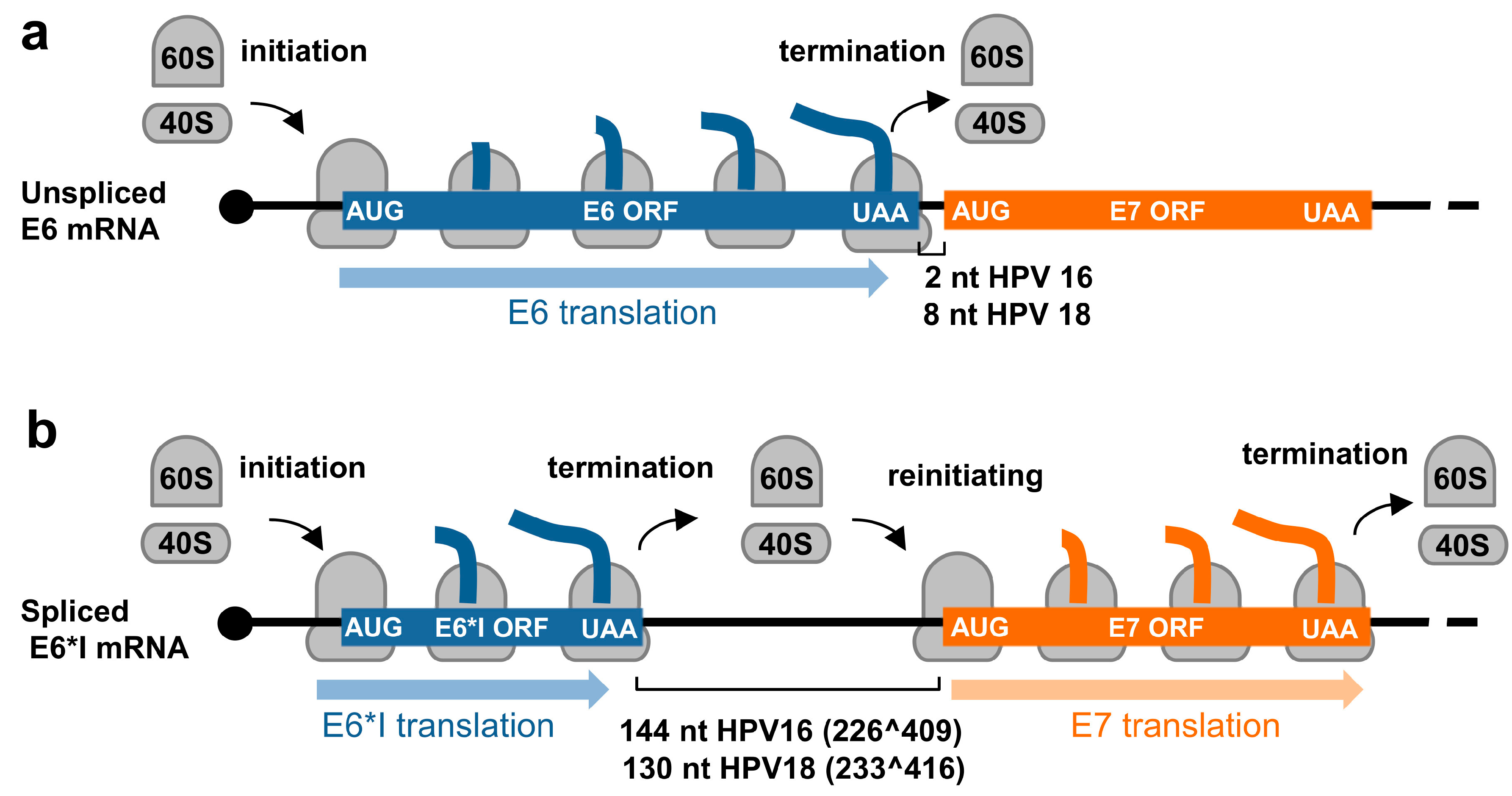 Ijms 23 04943 g005 Ijms 23 04943 g005