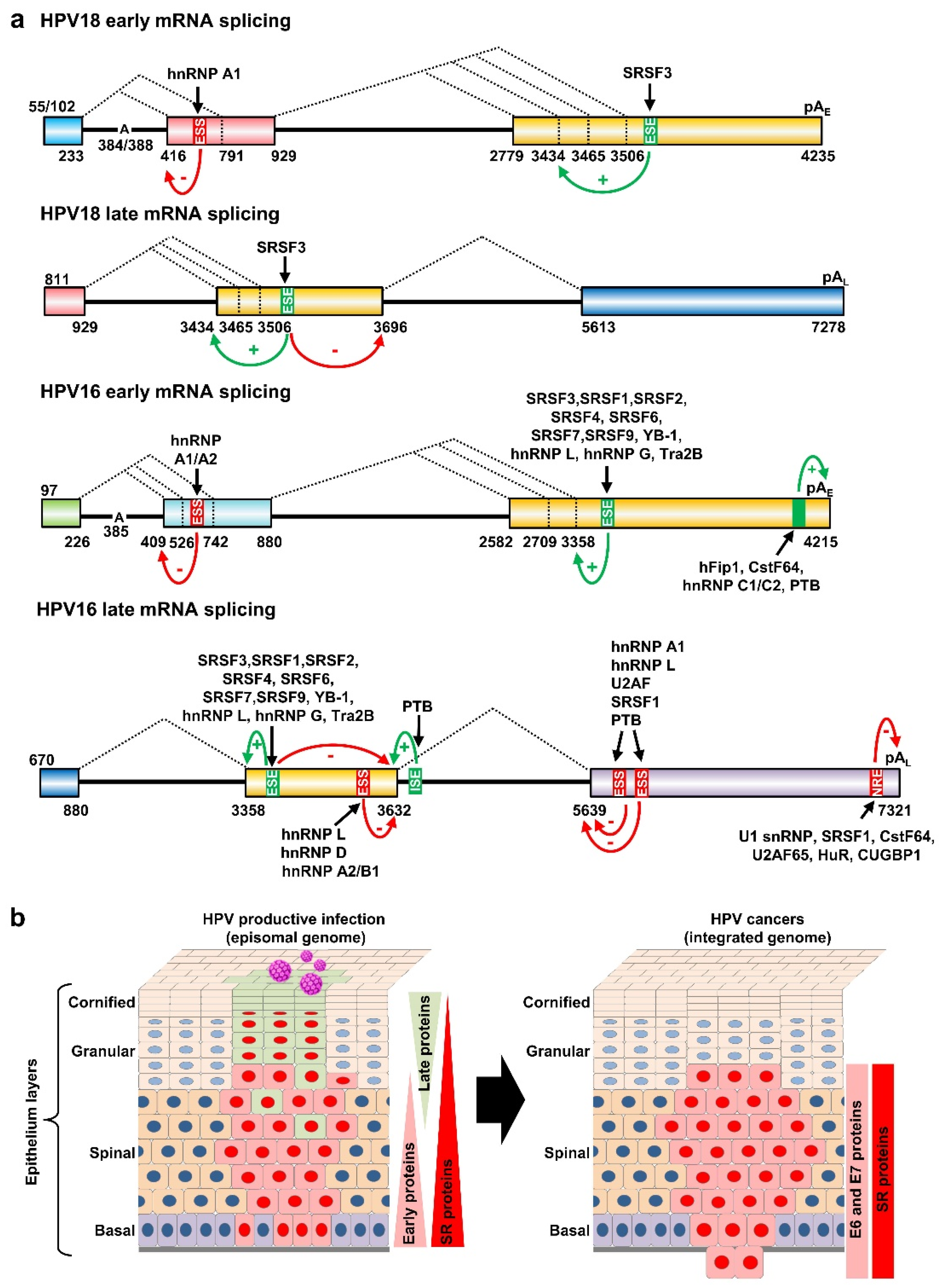 Ijms 23 04943 g006 Ijms 23 04943 g006
