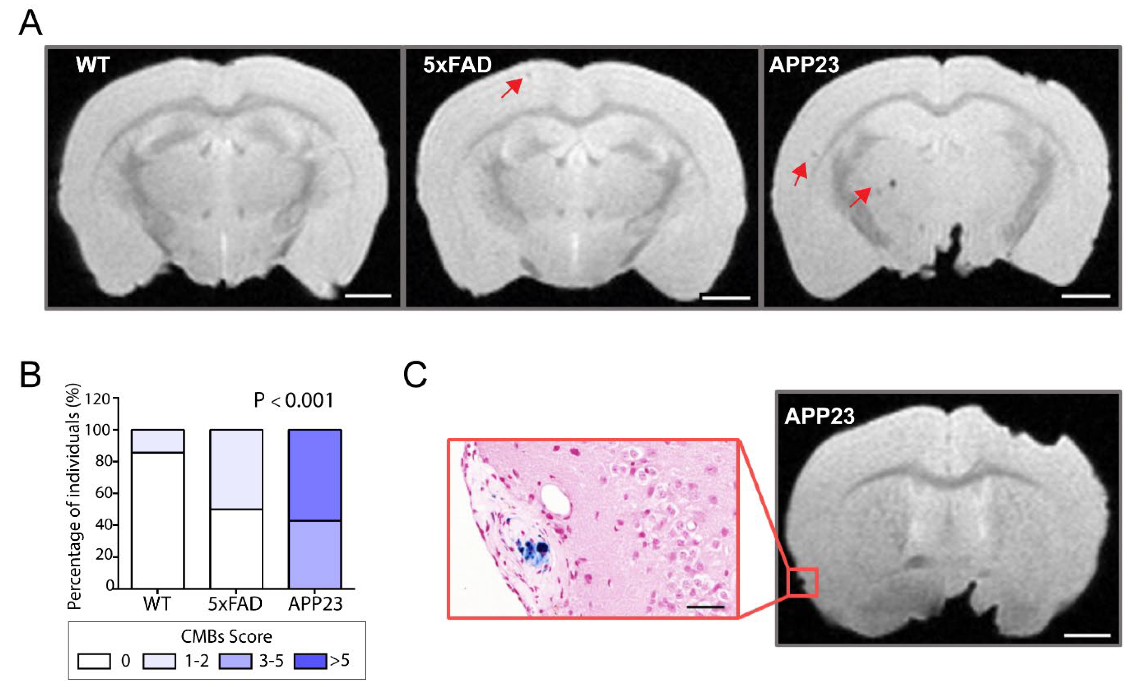 Ijms 23 04972 g005 Ijms 23 04972 g005
