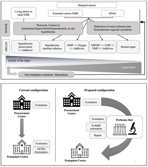 Frontiers  Thoracic organ machine perfusion: A review of concepts with a  focus on reconditioning therapies