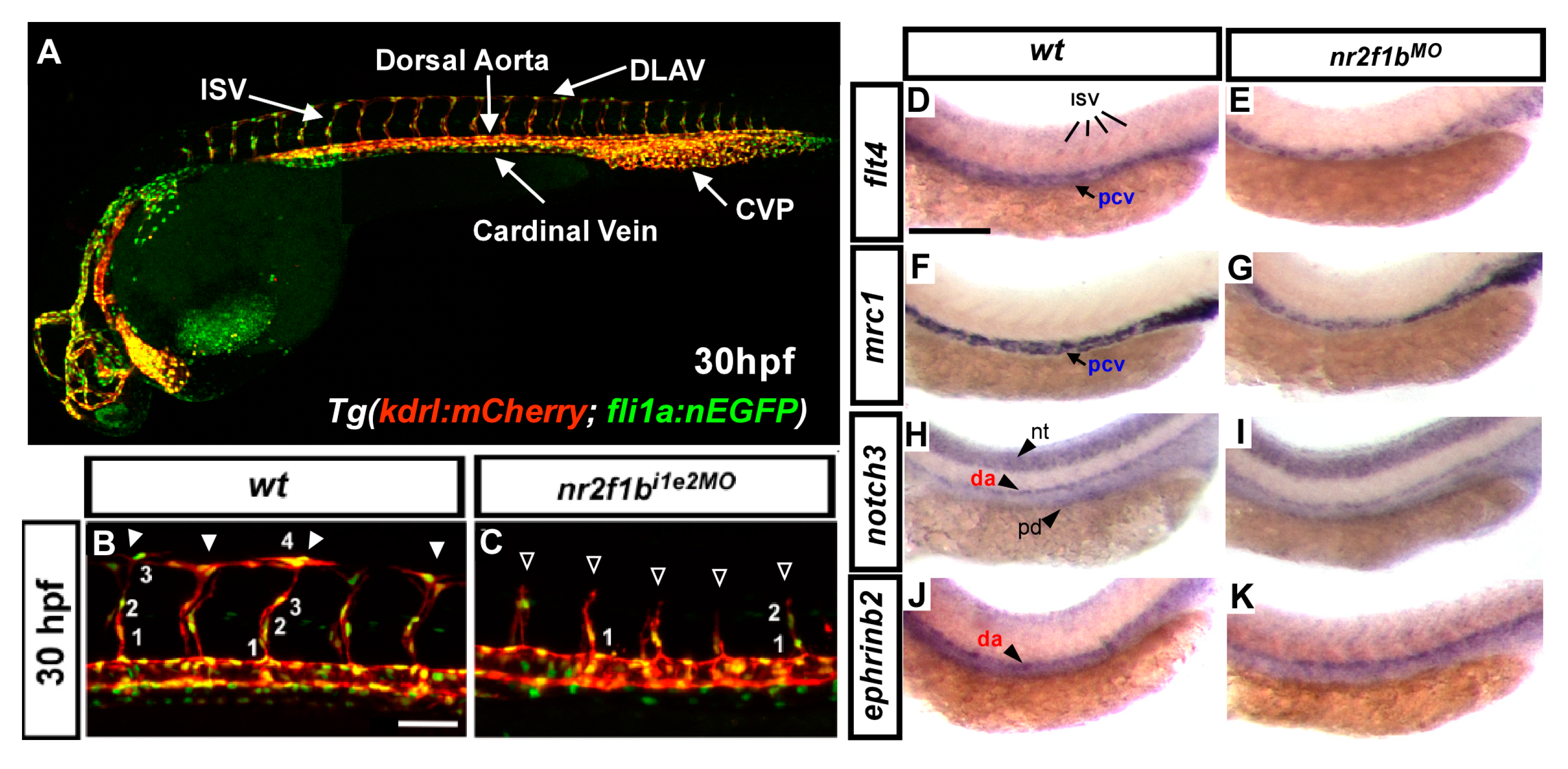 Ijms 23 04991 g002 Ijms 23 04991 g002