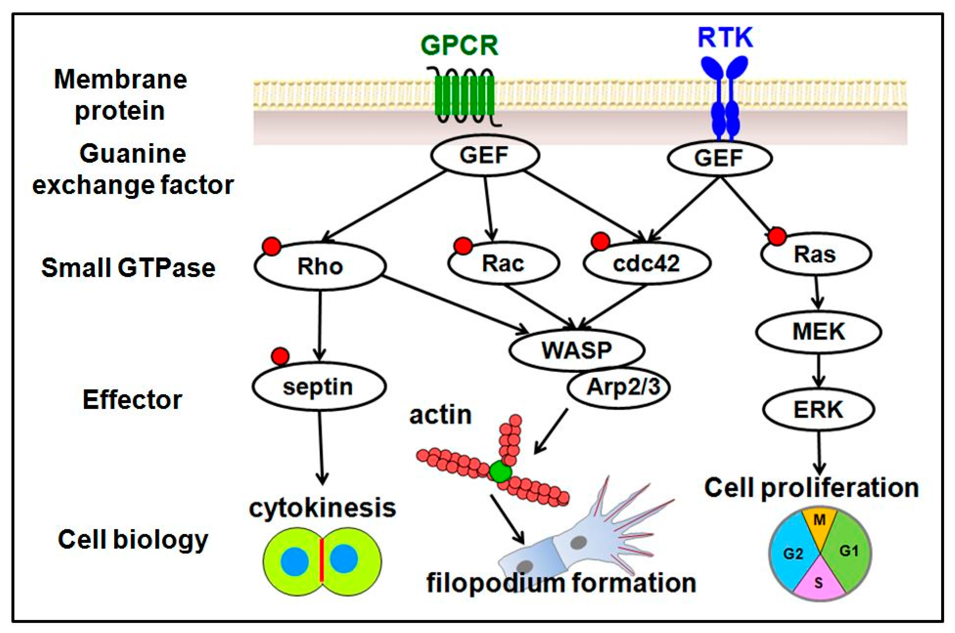 Ijms 23 04991 g003 Ijms 23 04991 g003