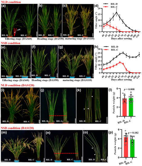 IJMS | Free Full-Text | Tiller Angle Control 1 Is Essential for the Dynamic  Changes in Plant Architecture in Rice