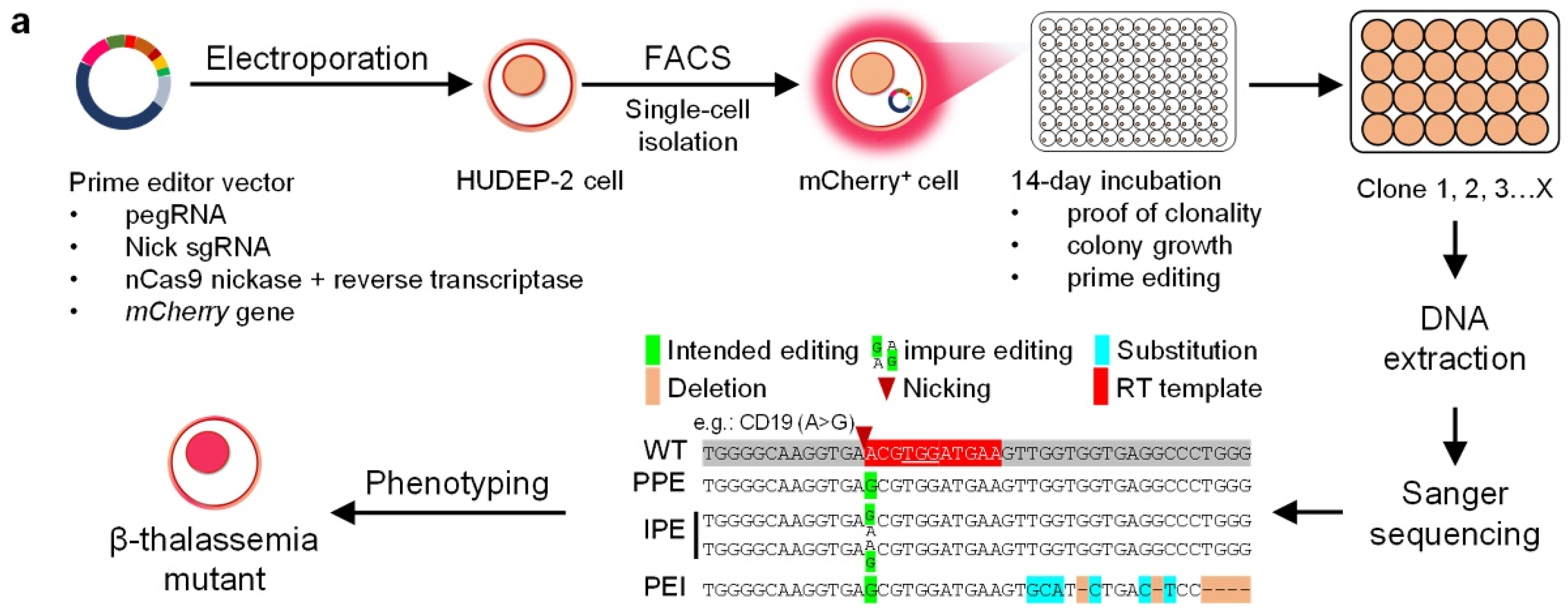 IJMS | Free Full-Text | Prime Editor 3 Mediated Beta-Thalassemia ...