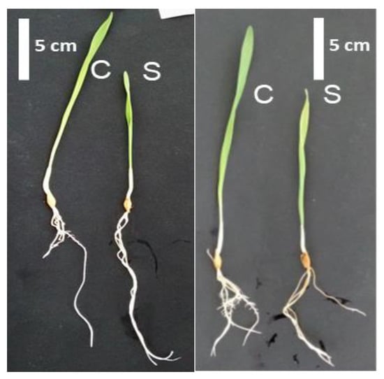 IJMS | Free Full-Text | Effects Of Salt Stress On Transcriptional And ...