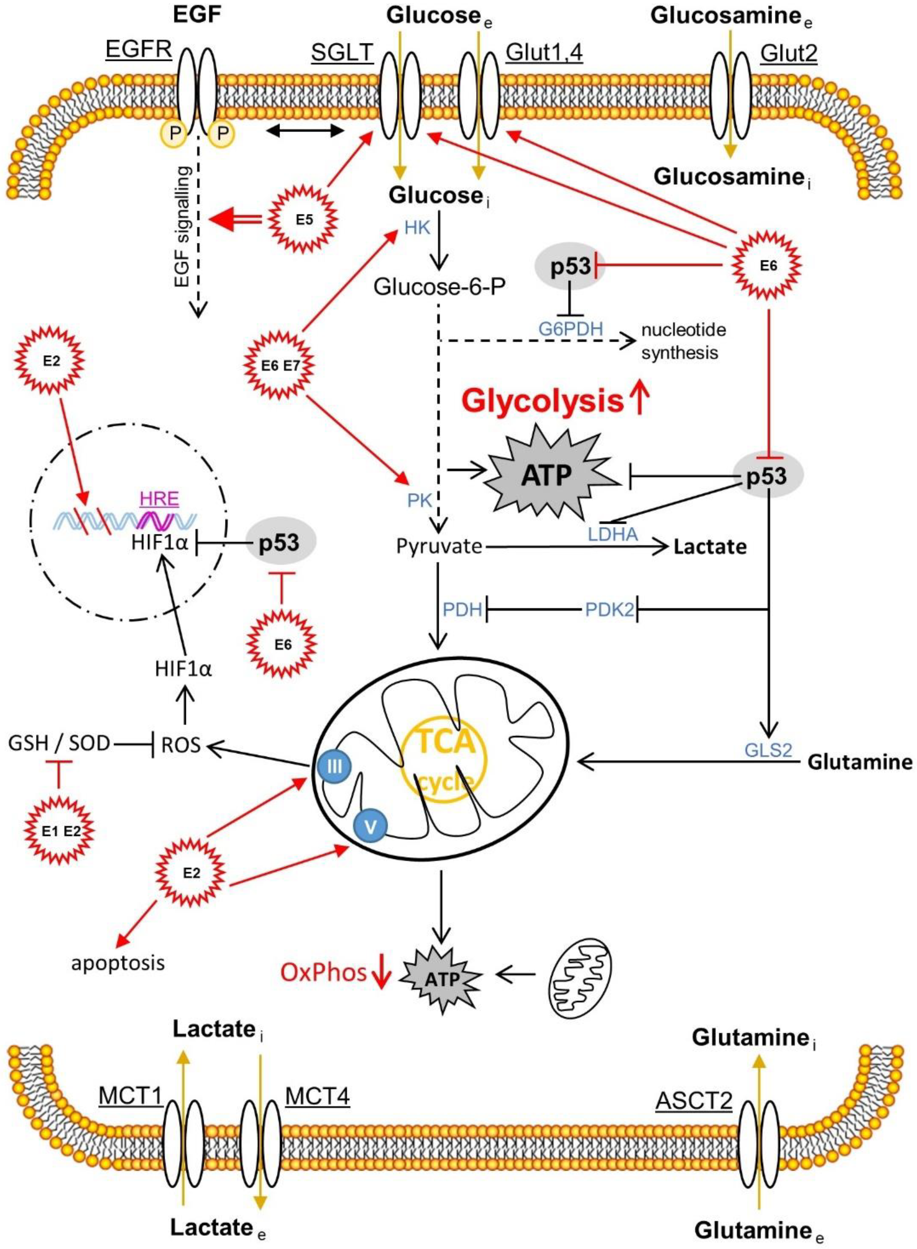 IJMS | Free Full-Text | Like Brothers in Arms: How Hormonal