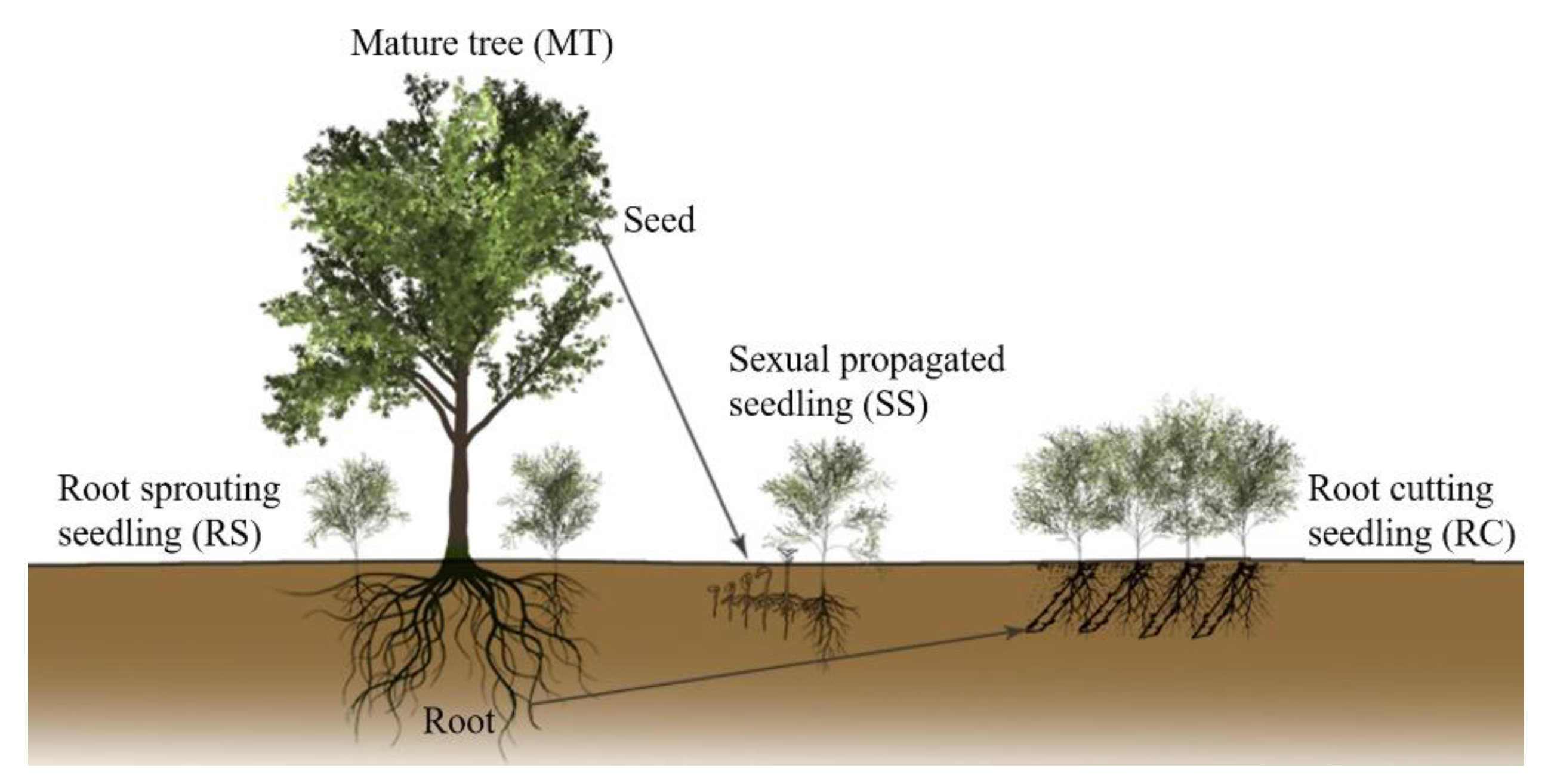 Ijms 23 05079 g001 Ijms 23 05079 g001