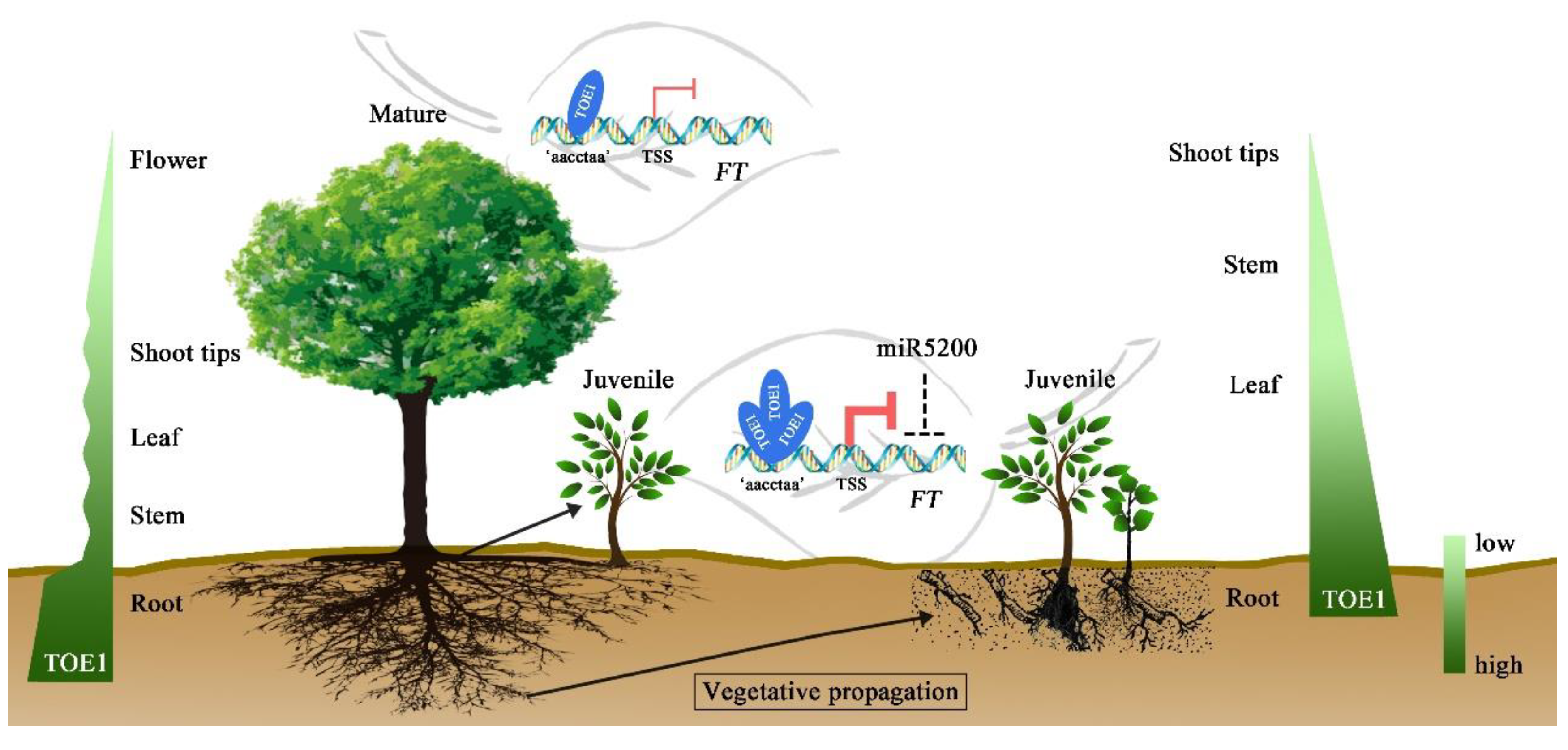 Ijms 23 05079 g006 Ijms 23 05079 g006