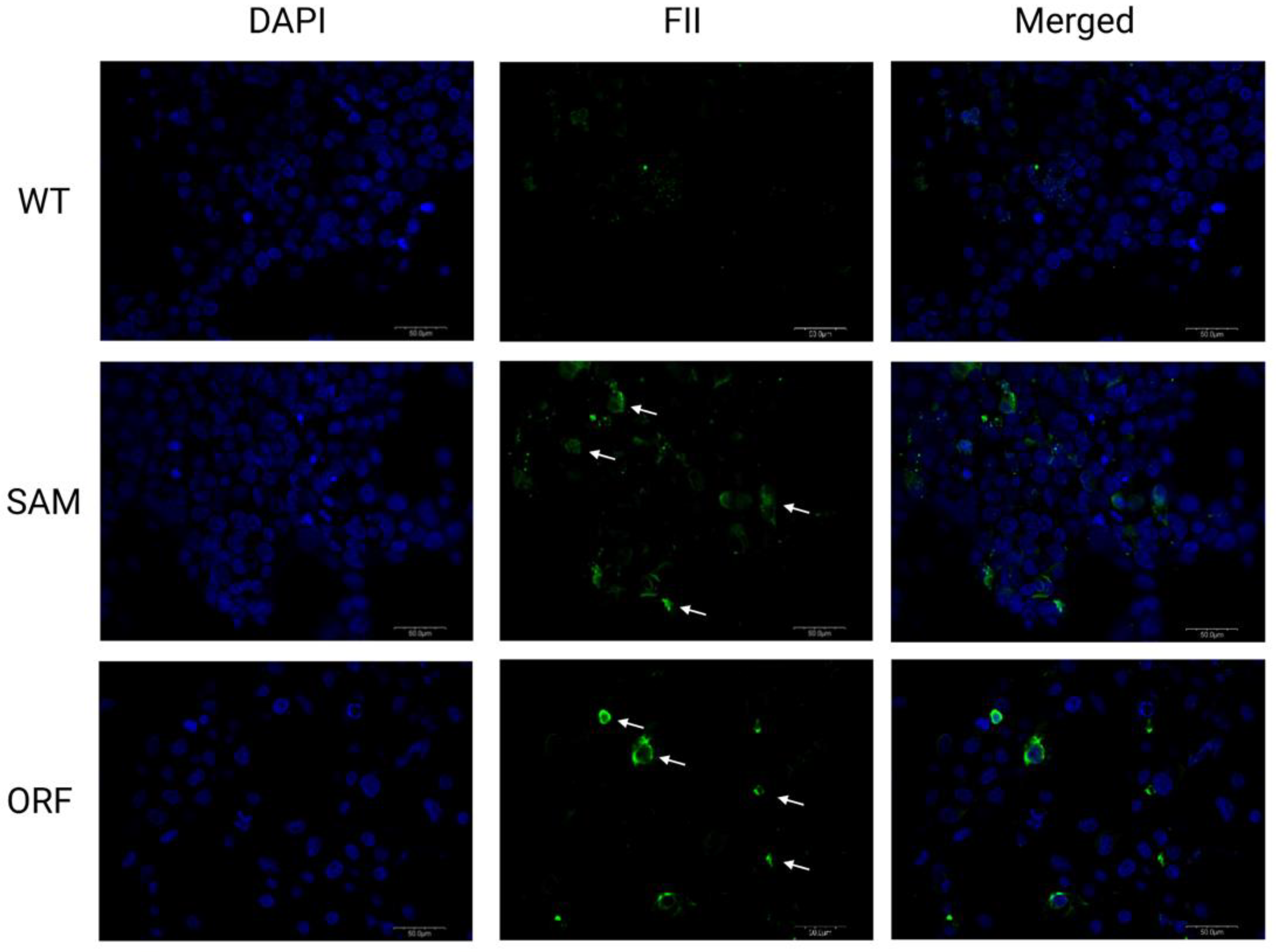 Ijms 23 05090 g004 Ijms 23 05090 g004