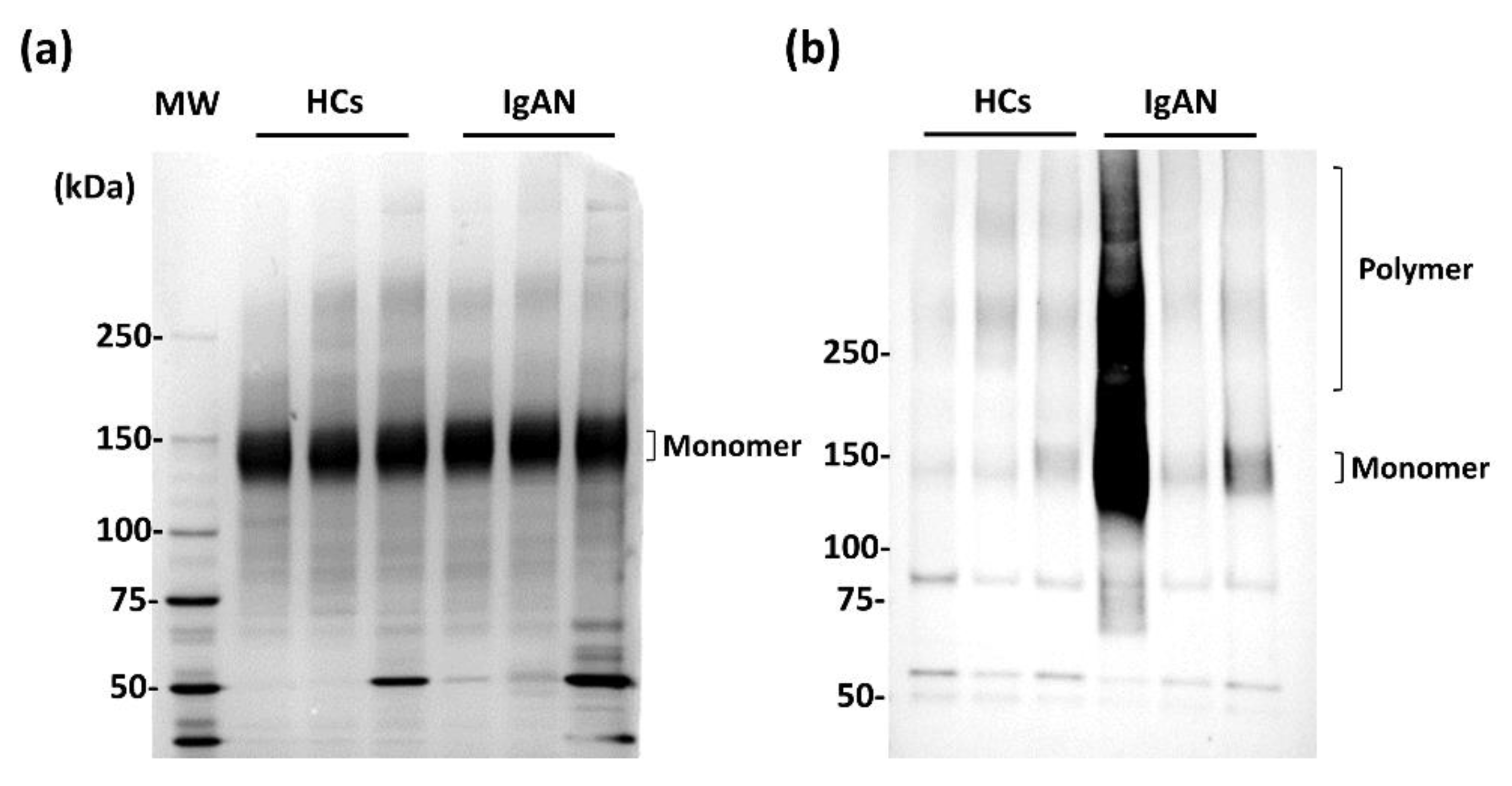 Ijms 23 05165 g001 Ijms 23 05165 g001