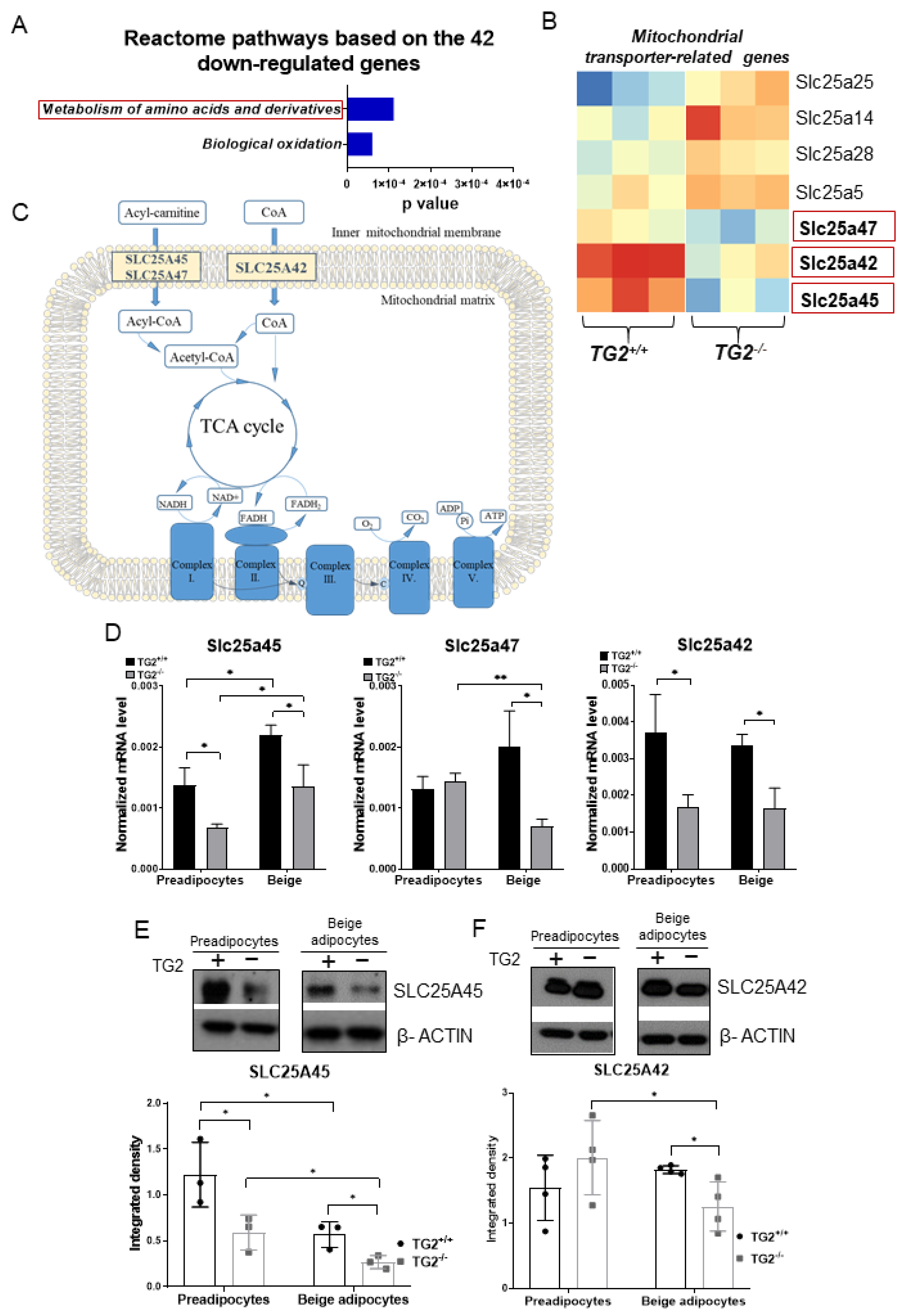 Ijms 23 05175 g007 Ijms 23 05175 g007