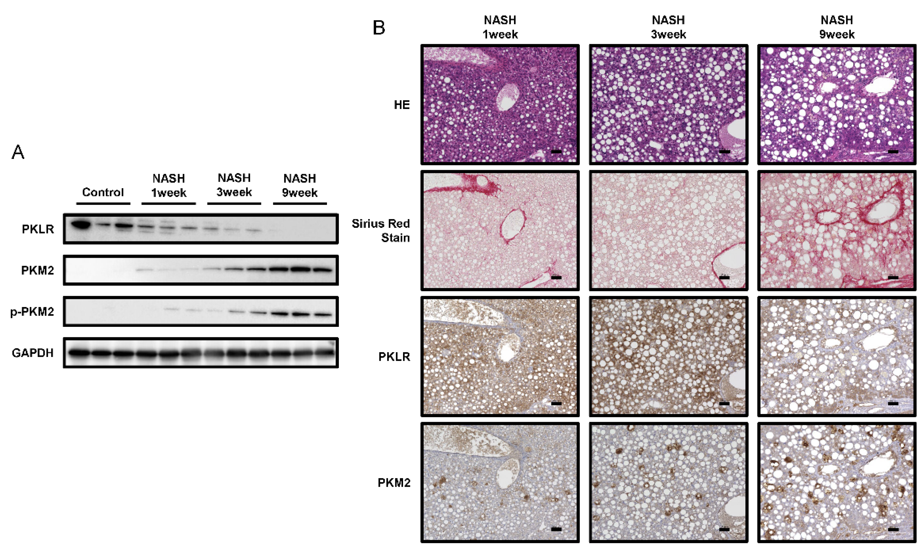 Ijms 23 05230 g004 Ijms 23 05230 g004