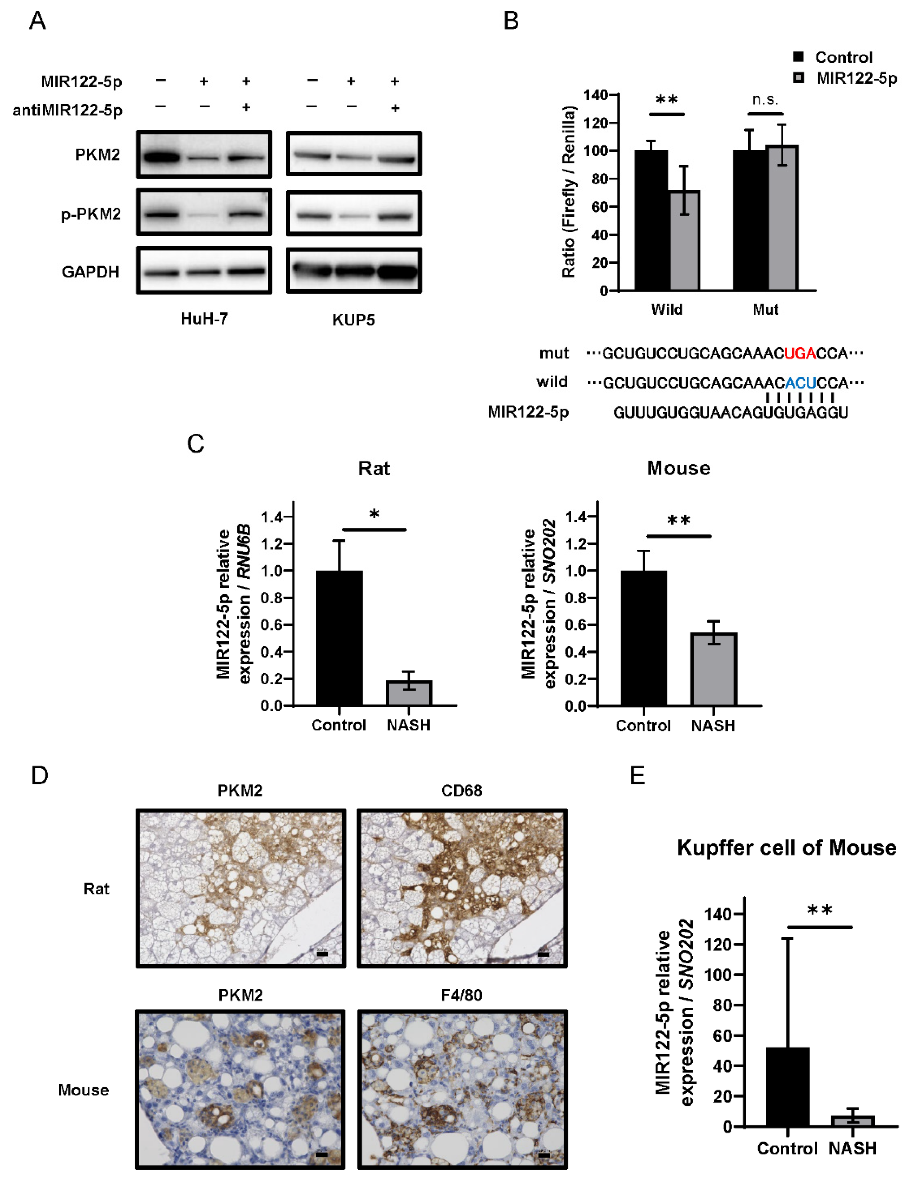 Ijms 23 05230 g005 Ijms 23 05230 g005
