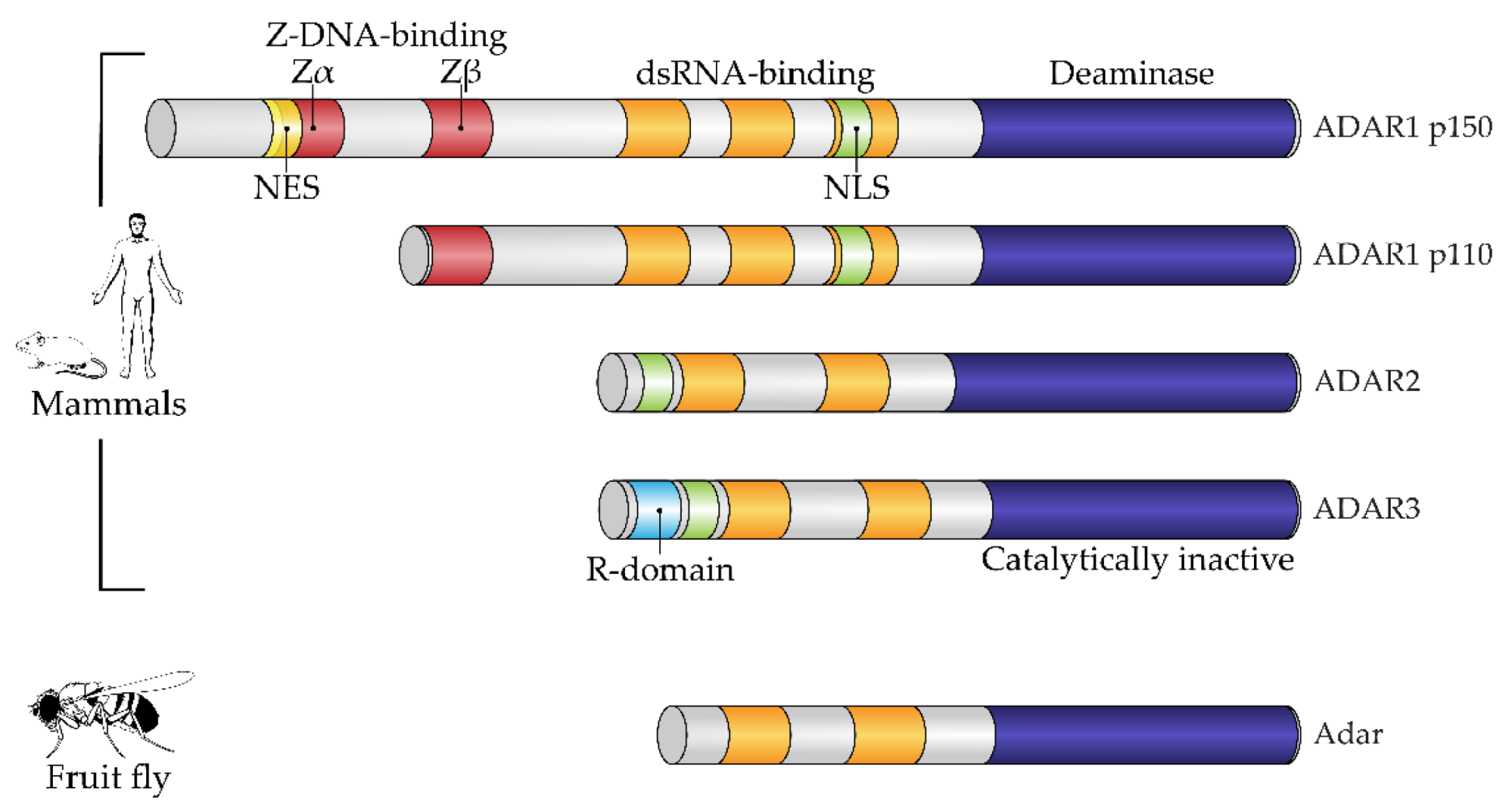 Ijms 23 05240 g001 Ijms 23 05240 g001