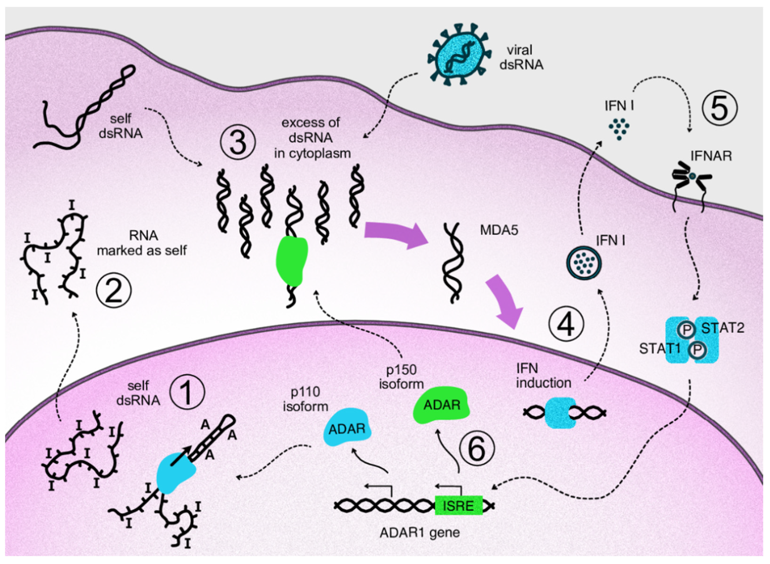 Ijms 23 05240 g002 Ijms 23 05240 g002
