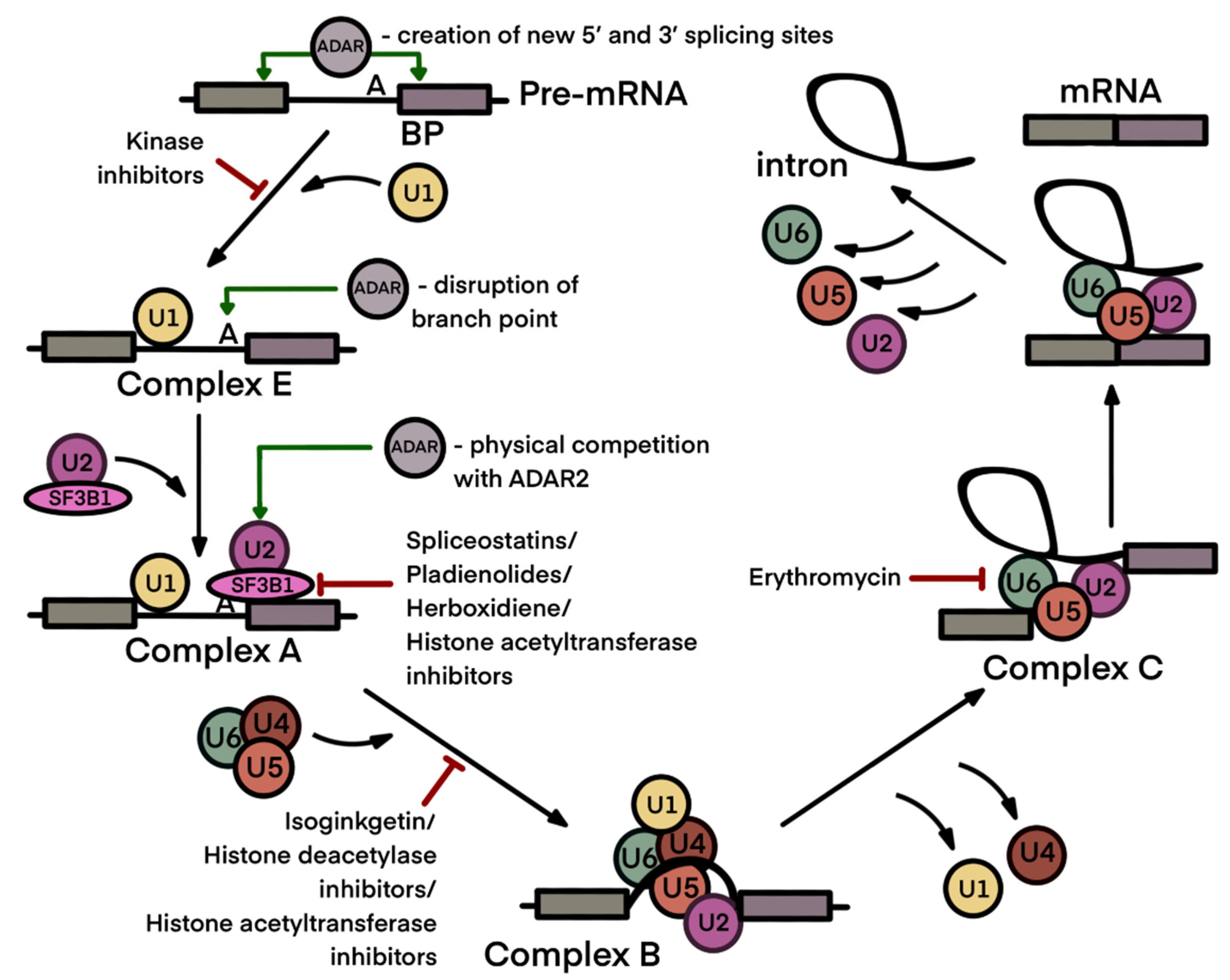 Ijms 23 05240 g003 Ijms 23 05240 g003