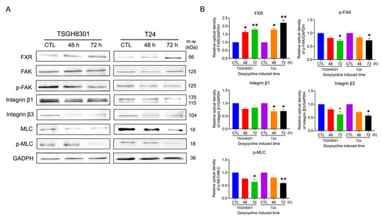 Ijms Free Full Text Enhancement Of Farnesoid X Receptor Inhibits