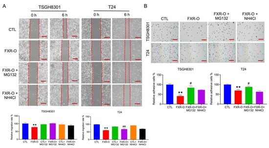 Ijms Free Full Text Enhancement Of Farnesoid X Receptor Inhibits