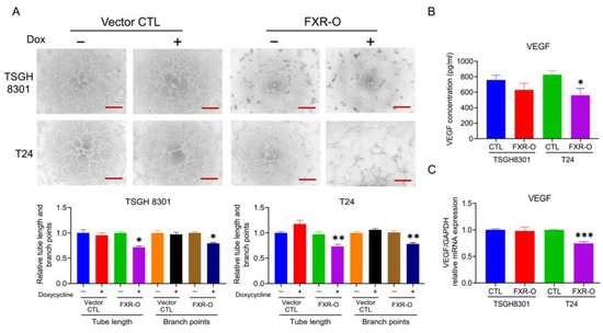 Ijms Free Full Text Enhancement Of Farnesoid X Receptor Inhibits