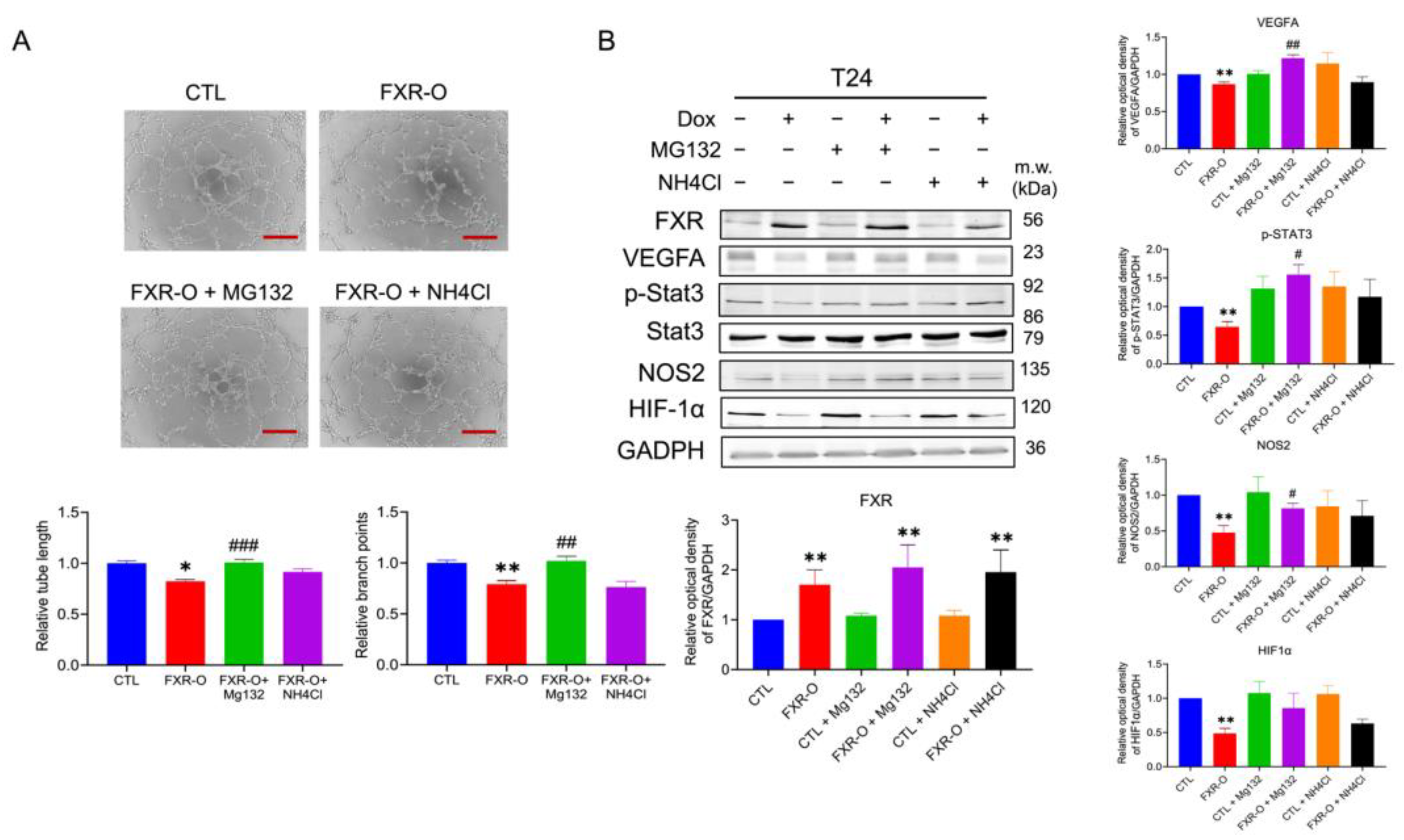 Ijms Free Full Text Enhancement Of Farnesoid X Receptor Inhibits