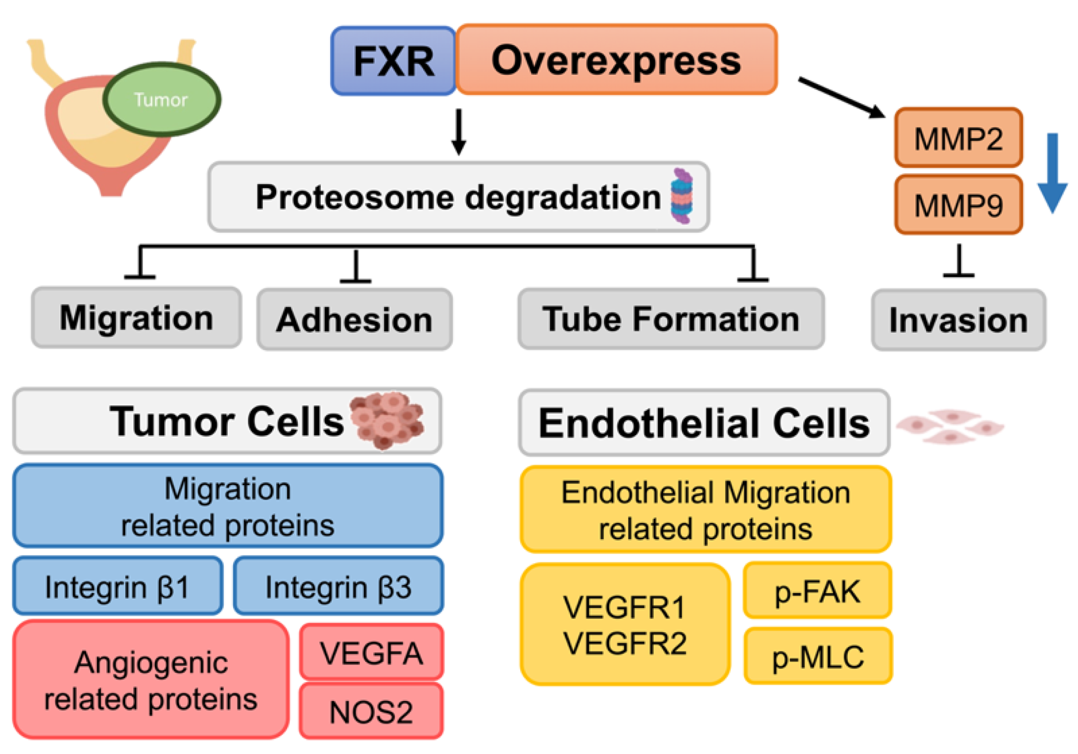 Ijms Free Full Text Enhancement Of Farnesoid X Receptor Inhibits