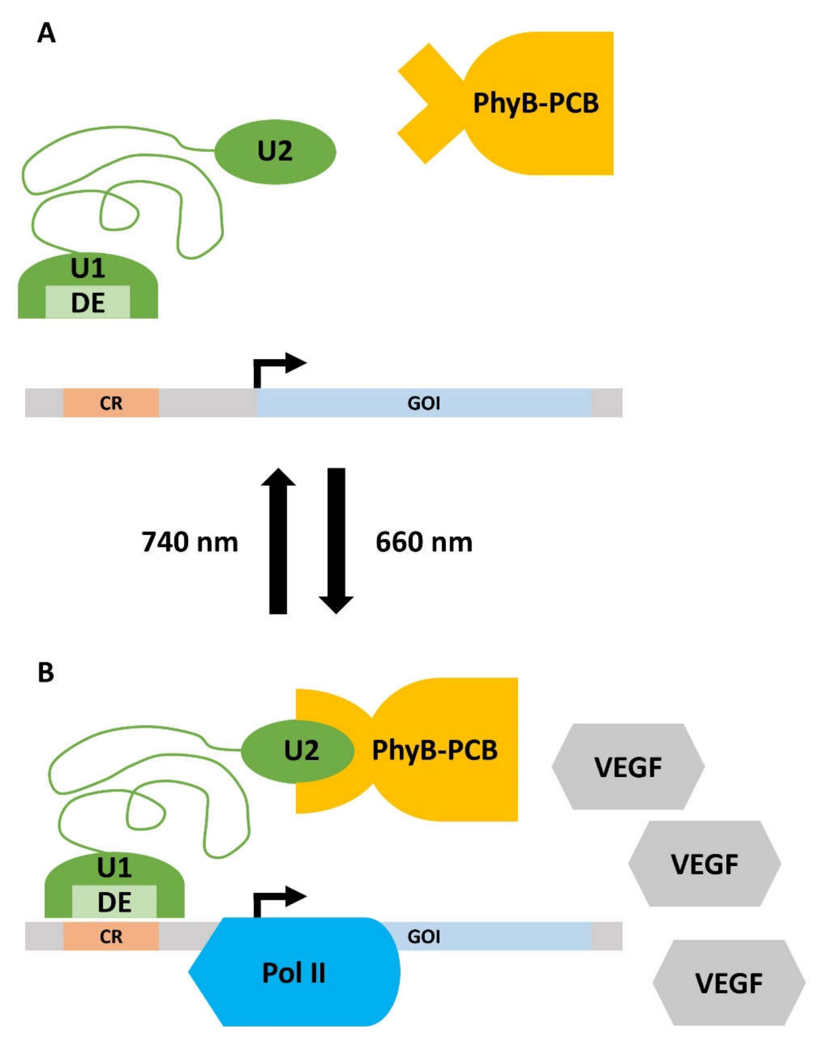 Ijms 23 05288 g005 Ijms 23 05288 g005
