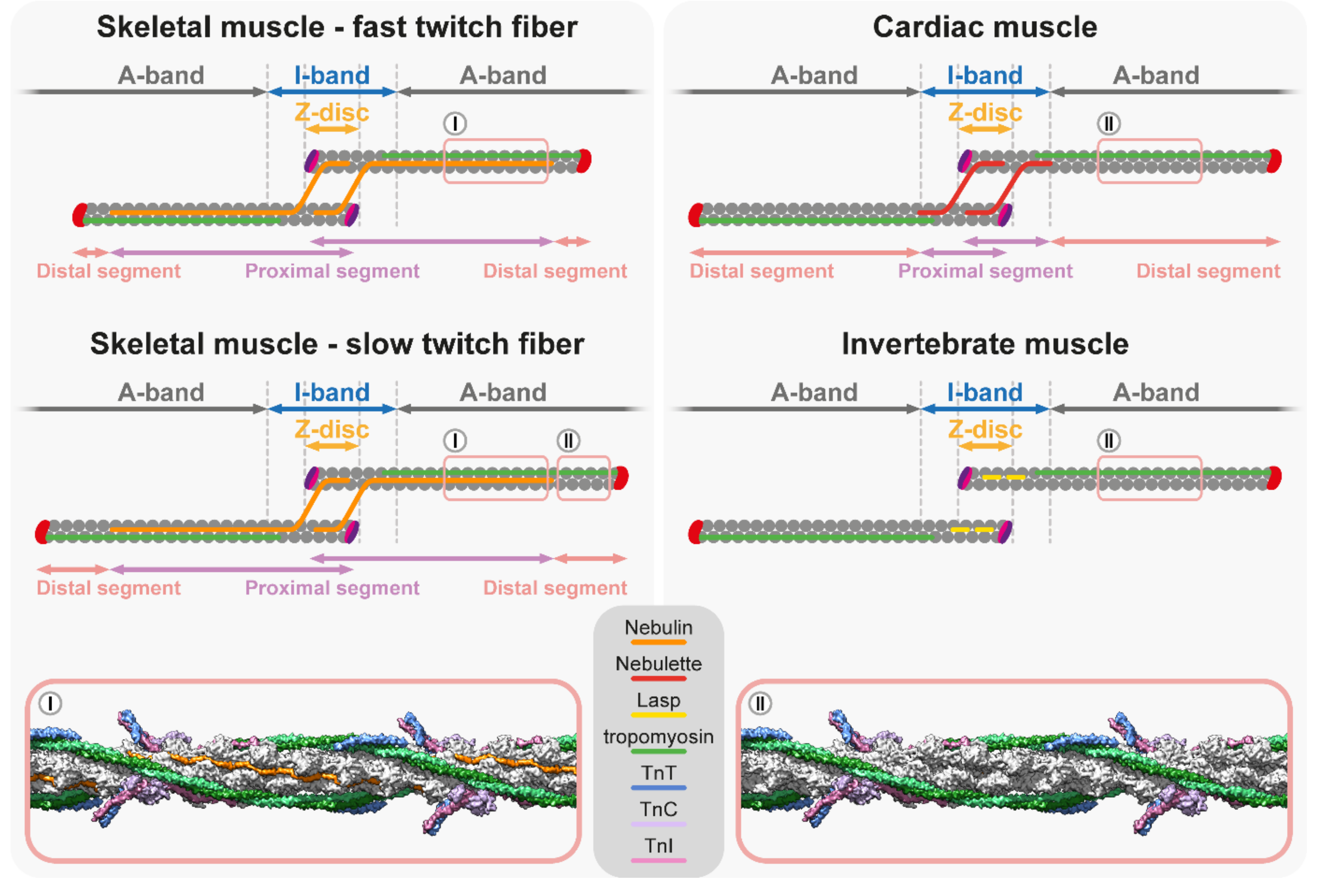 Ijms 23 05306 g004 Ijms 23 05306 g004