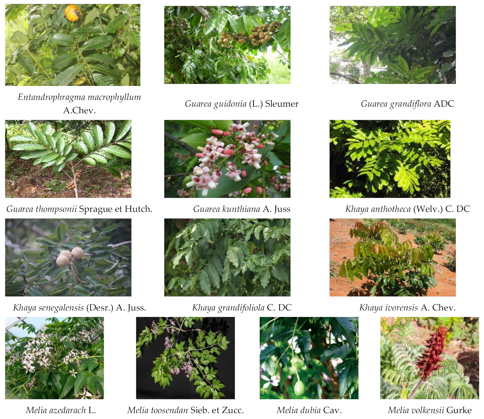 IJMS | Free Full-Text | Insecticidal Triterpenes in Meliaceae: Plant  Species, Molecules, and Activities: Part II (Cipadessa, Melia)