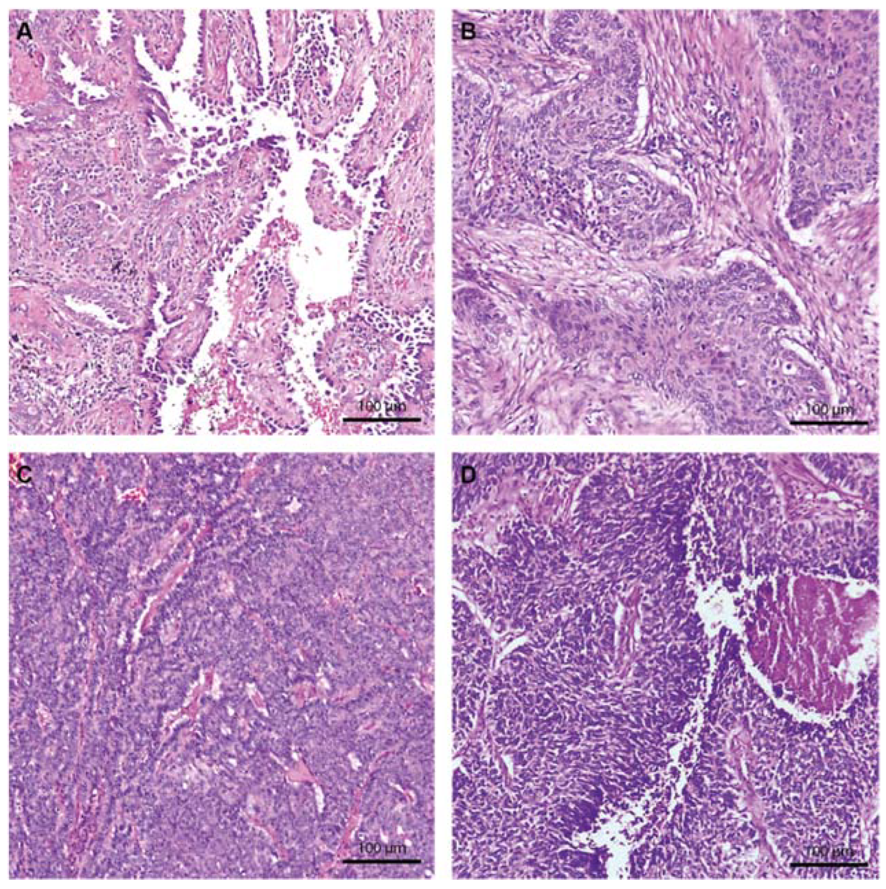 Ijms 23 05346 g001 Ijms 23 05346 g001