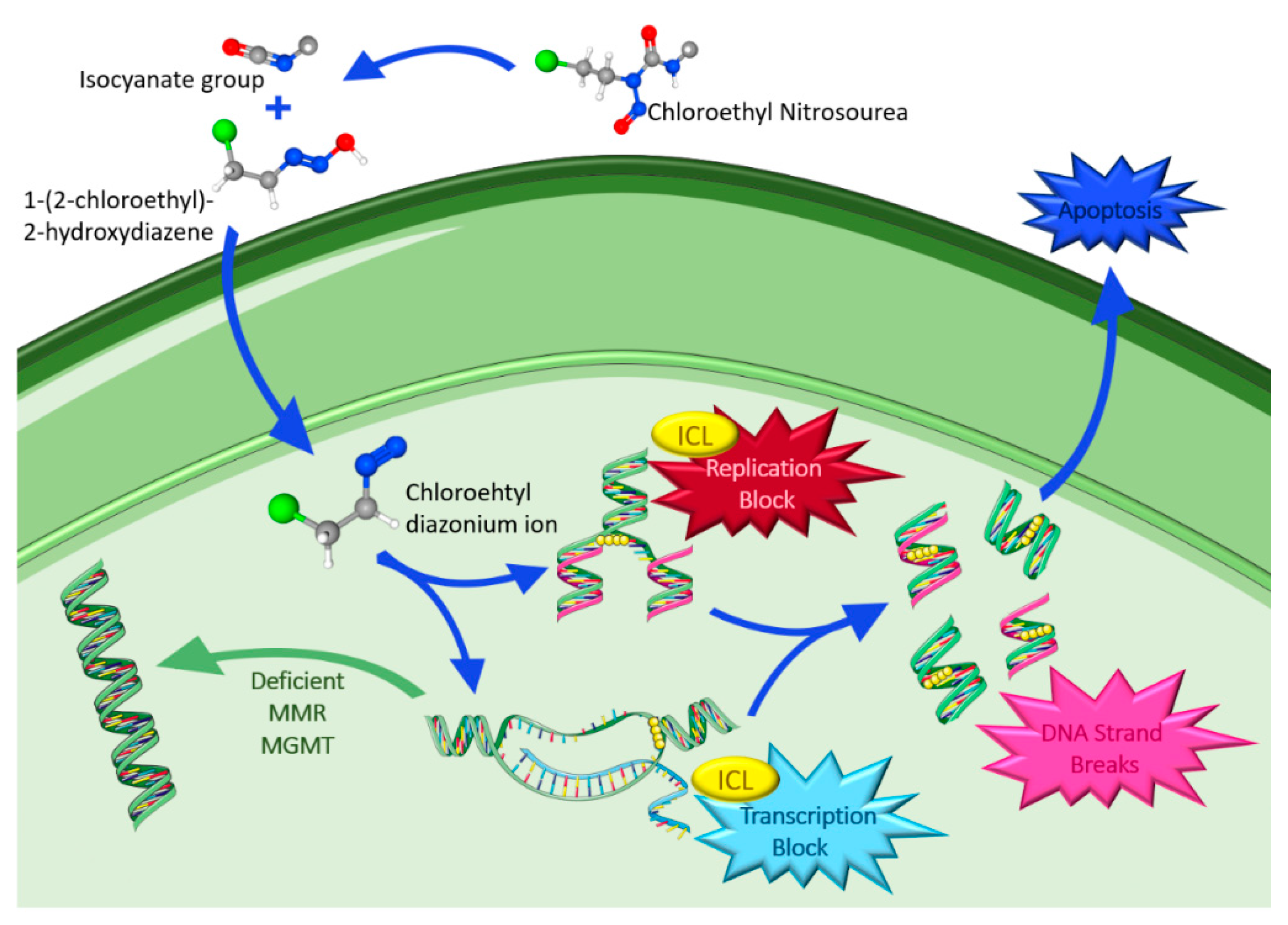 Ijms 23 05351 g004 Ijms 23 05351 g004